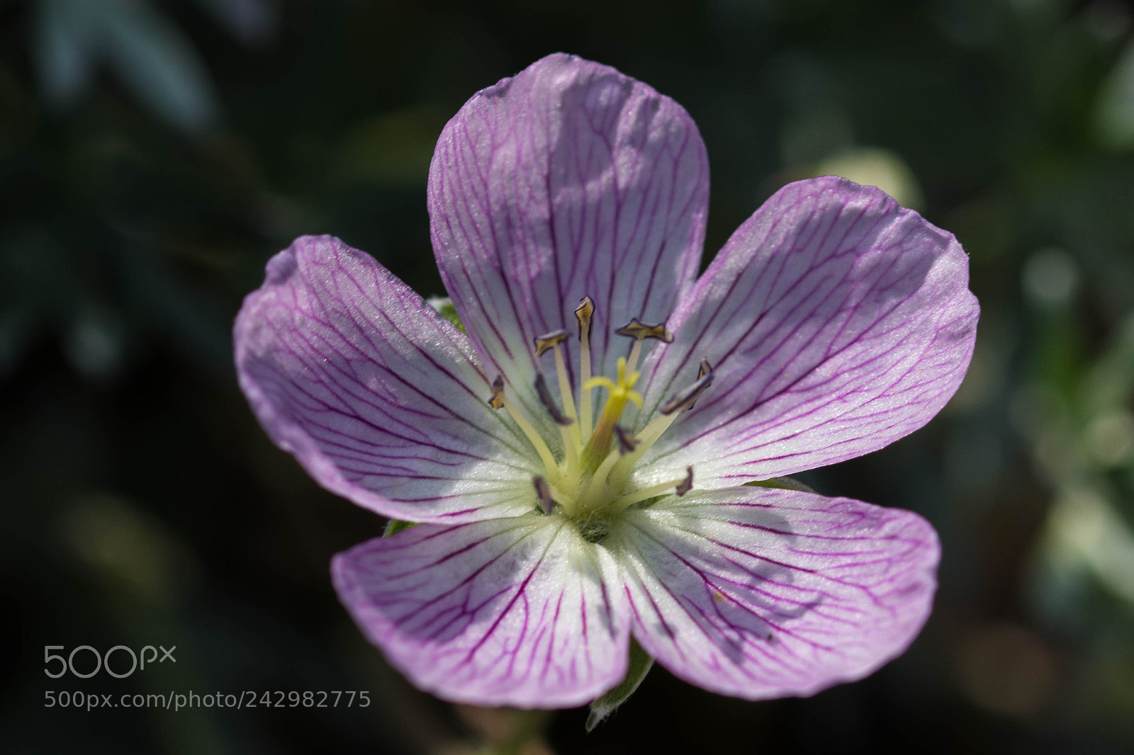 Nikon D7200 sample photo. Geranium photography