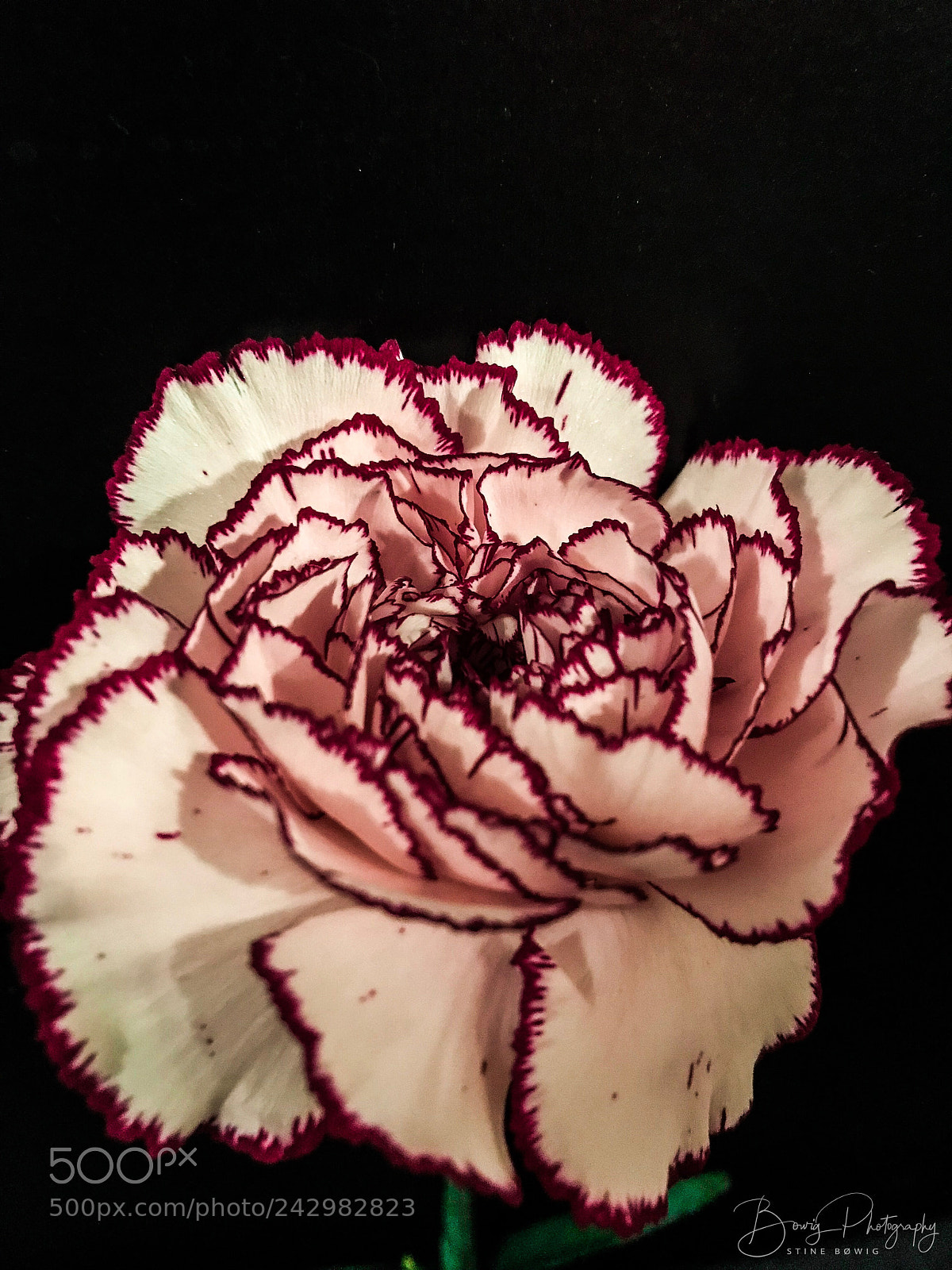 Apple iPhone 7 sample photo. White and purple flower photography