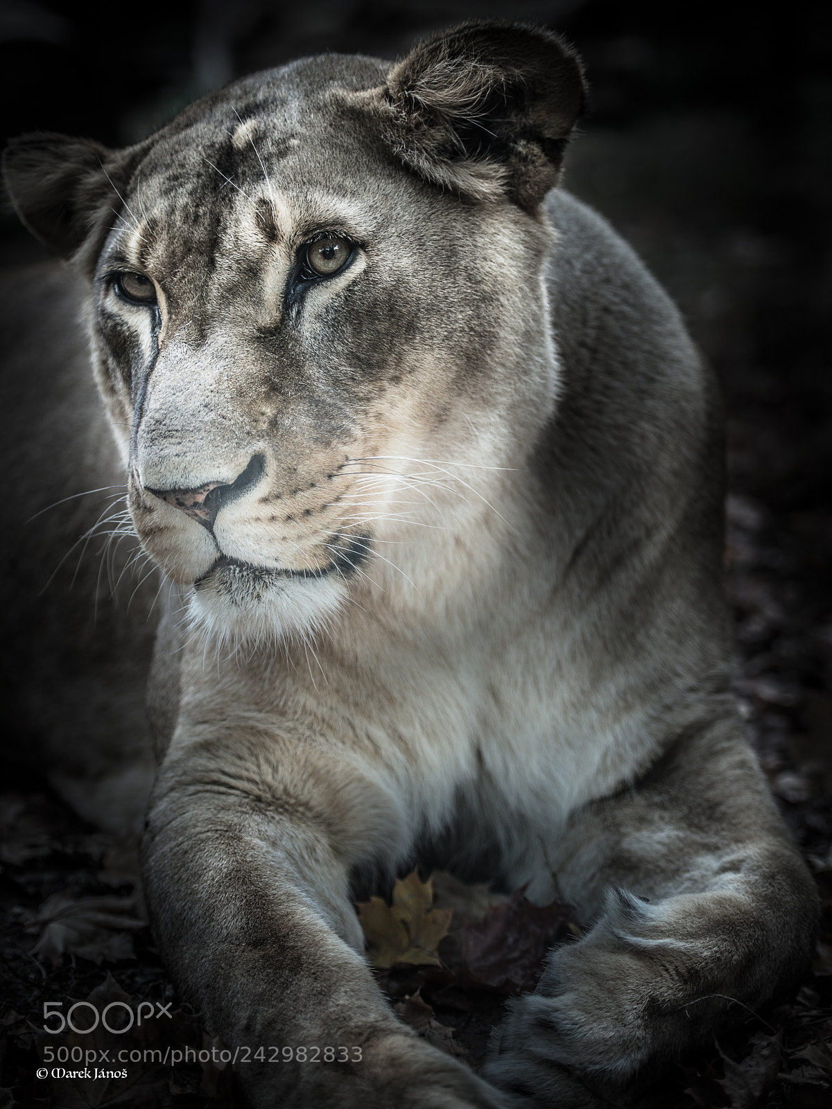 Nikon D800 sample photo. The queen photography