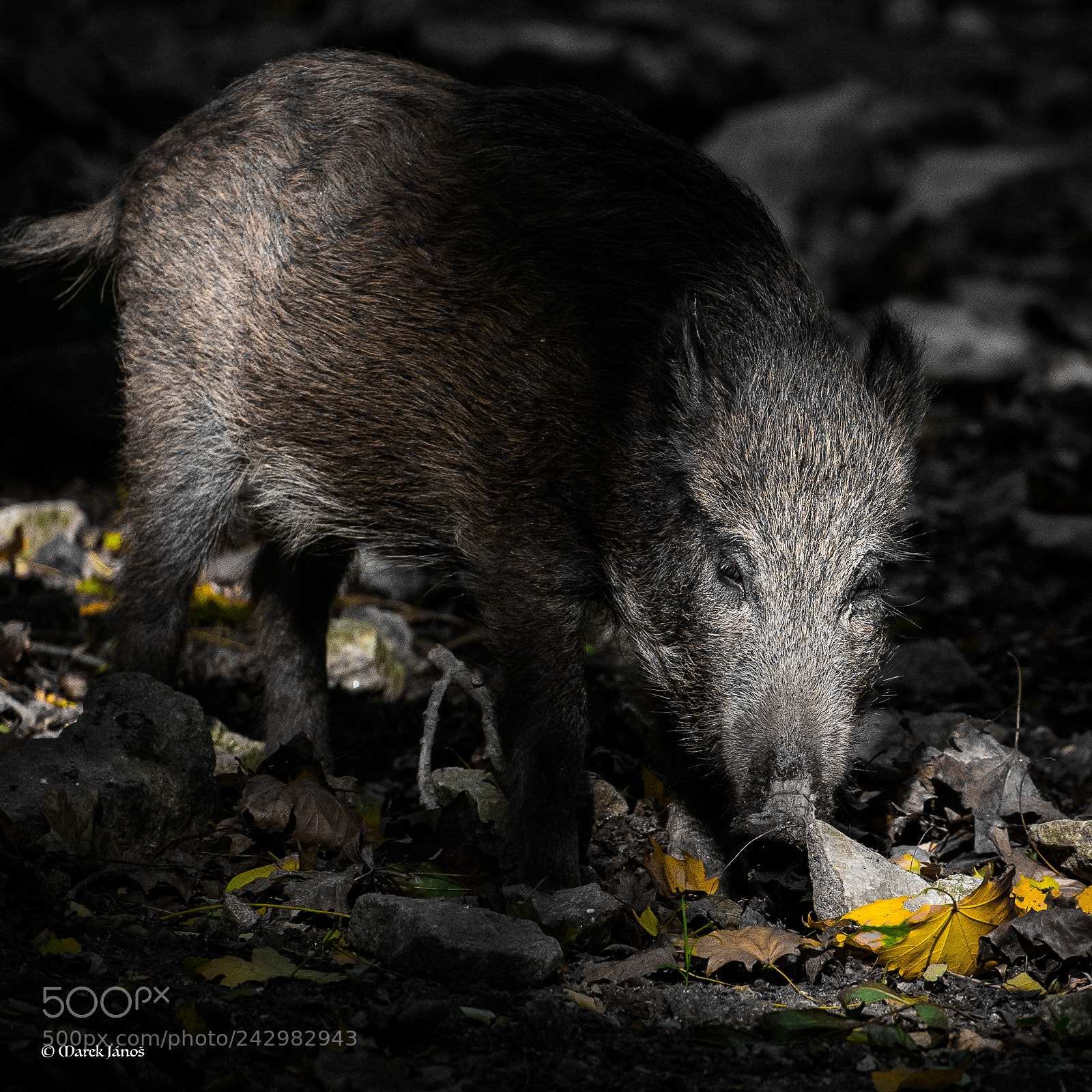 Nikon D800 sample photo. Young boar photography