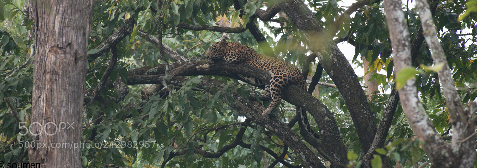 Nikon D5500 sample photo. Leopard in habitat photography