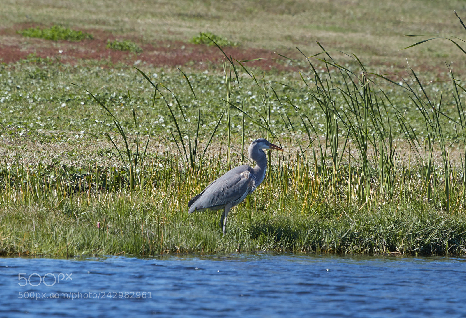 Canon EOS-1D X Mark II sample photo. 01-18-18-9985.jpg photography