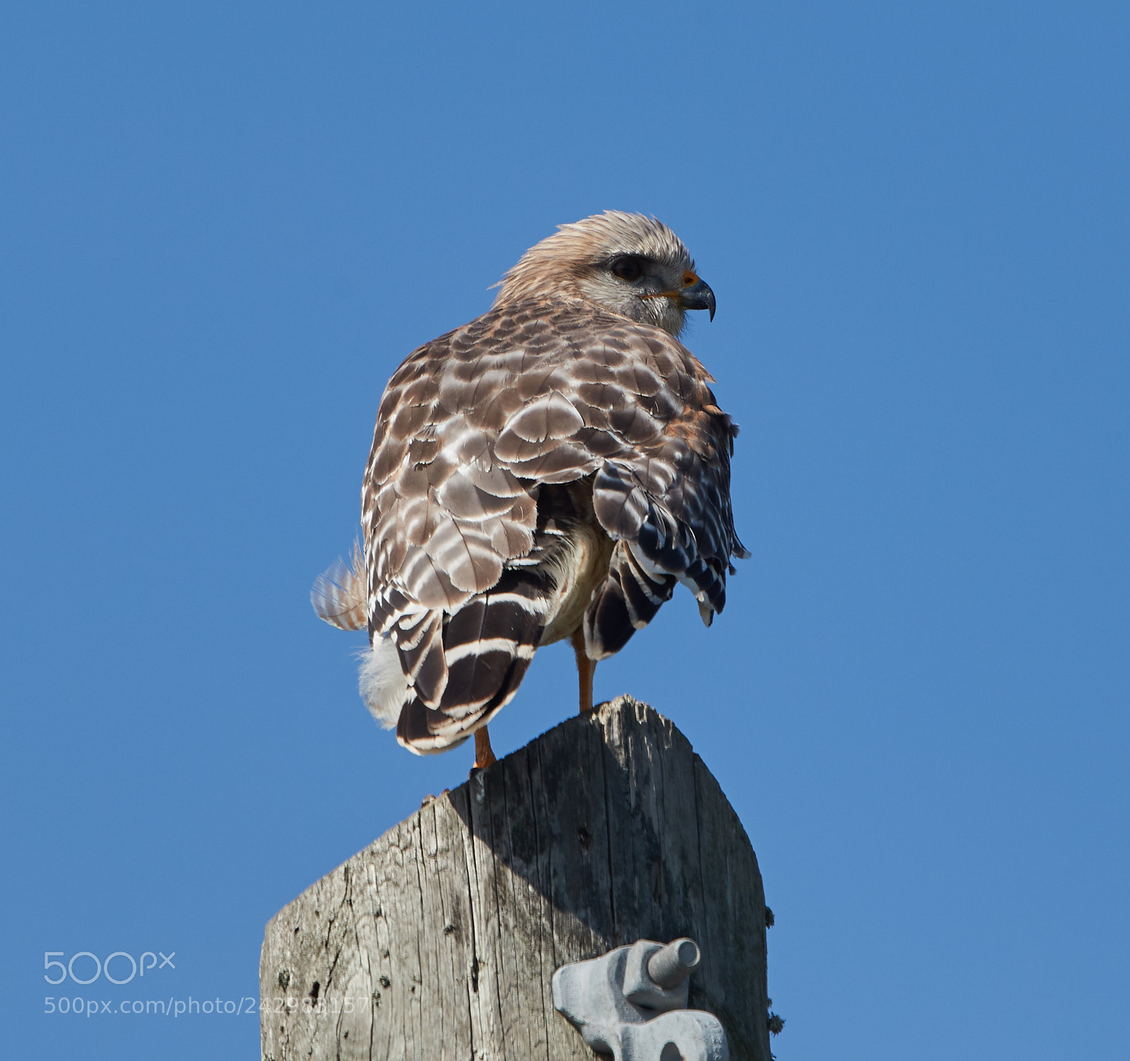 Canon EOS-1D X Mark II sample photo. 01-18-18-9999_36.jpg photography