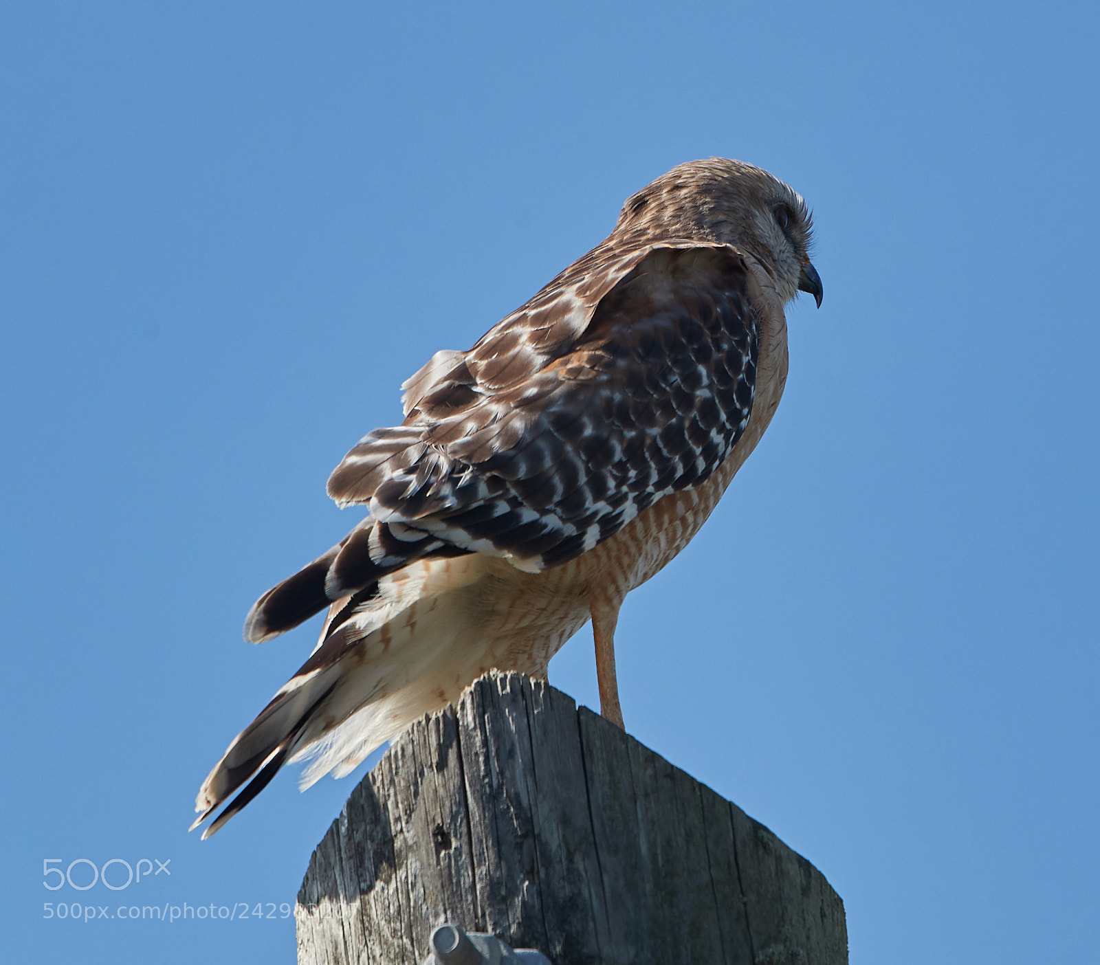 Canon EOS-1D X Mark II sample photo. 01-18-18-9999_27.jpg photography