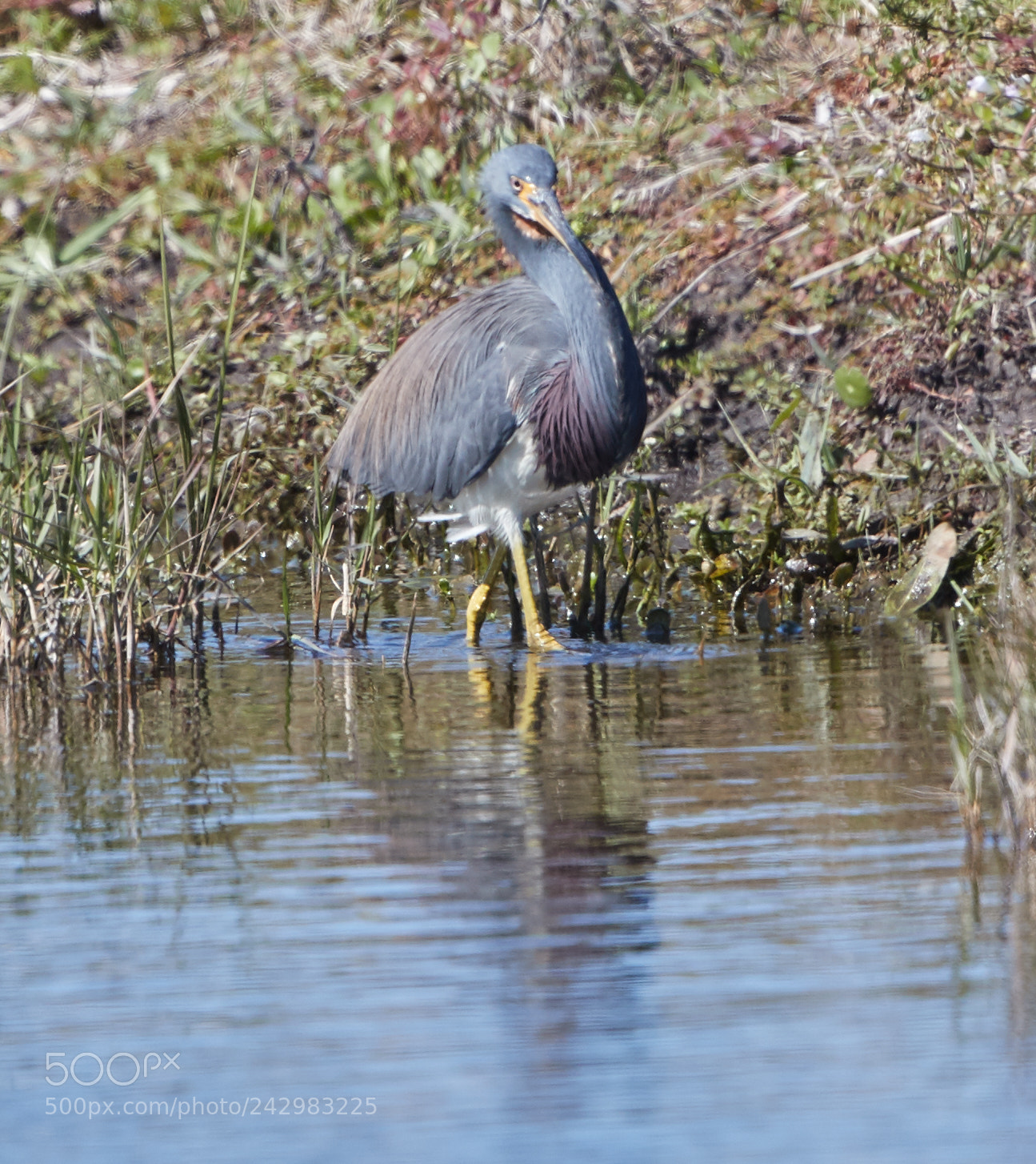 Canon EOS-1D X Mark II sample photo. 01-18-18-9999_19.jpg photography
