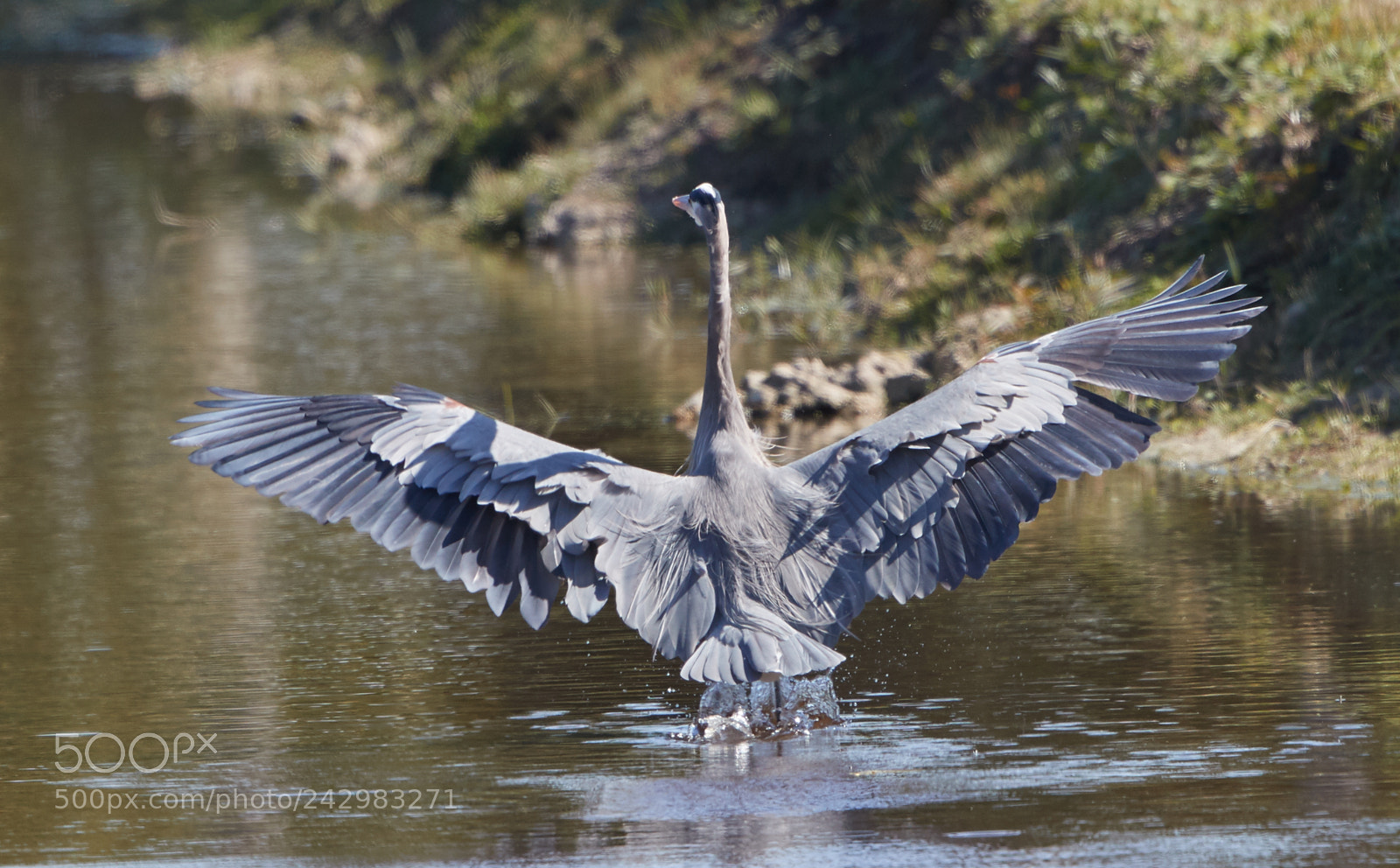 Canon EOS-1D X Mark II sample photo. 01-18-18-9999_6.jpg photography