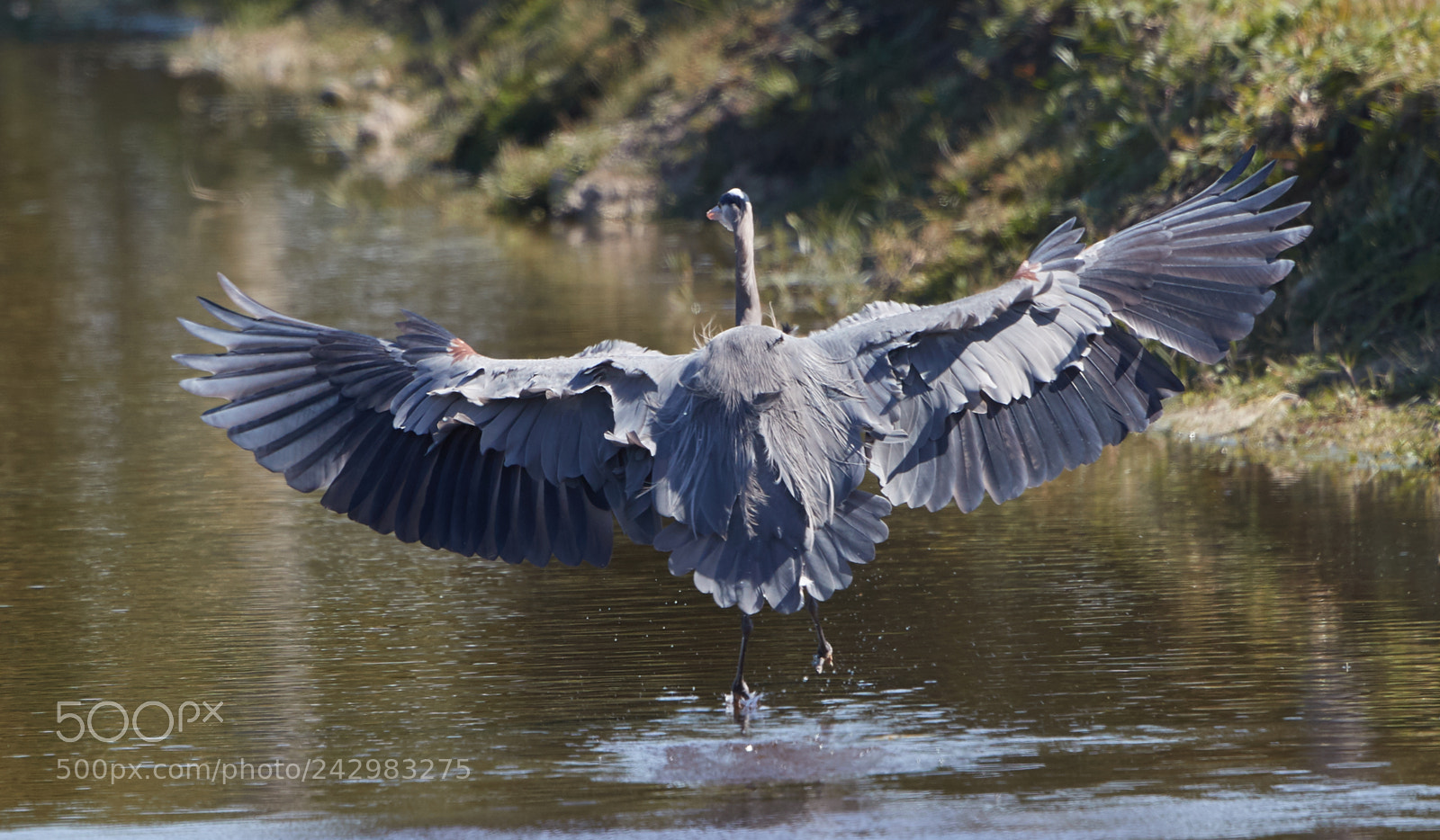 Canon EOS-1D X Mark II sample photo. 01-18-18-9999_7.jpg photography