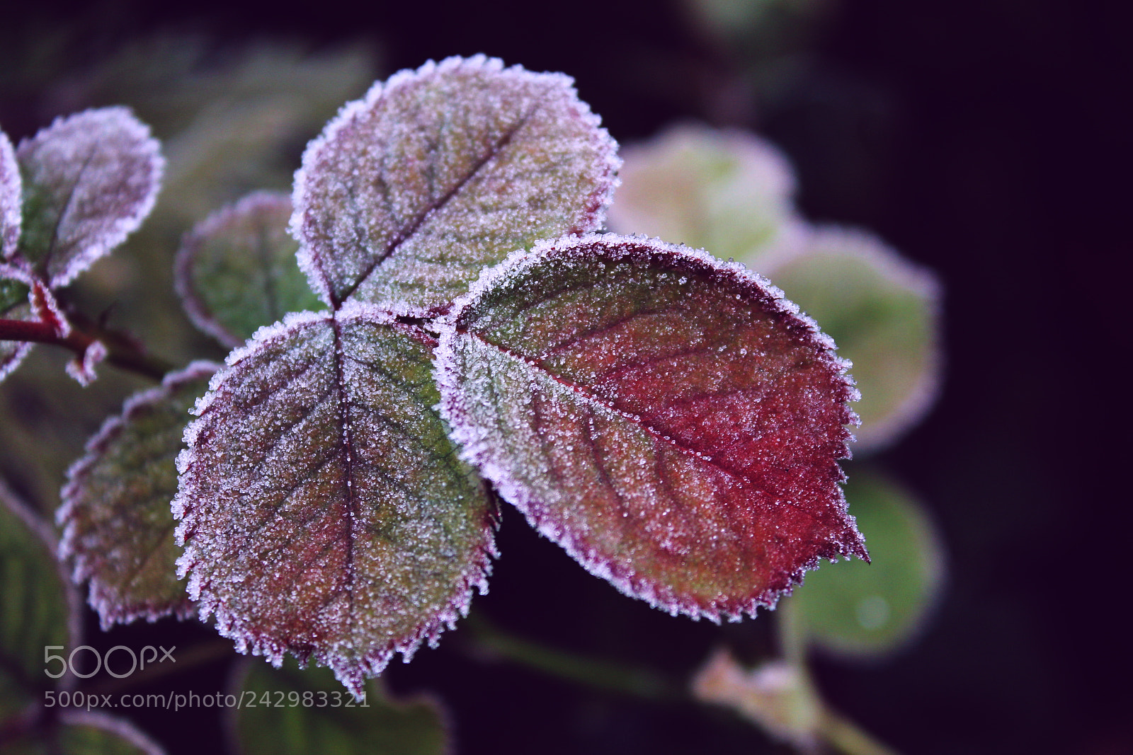 Canon EOS 1100D (EOS Rebel T3 / EOS Kiss X50) sample photo. Frost - painter photography