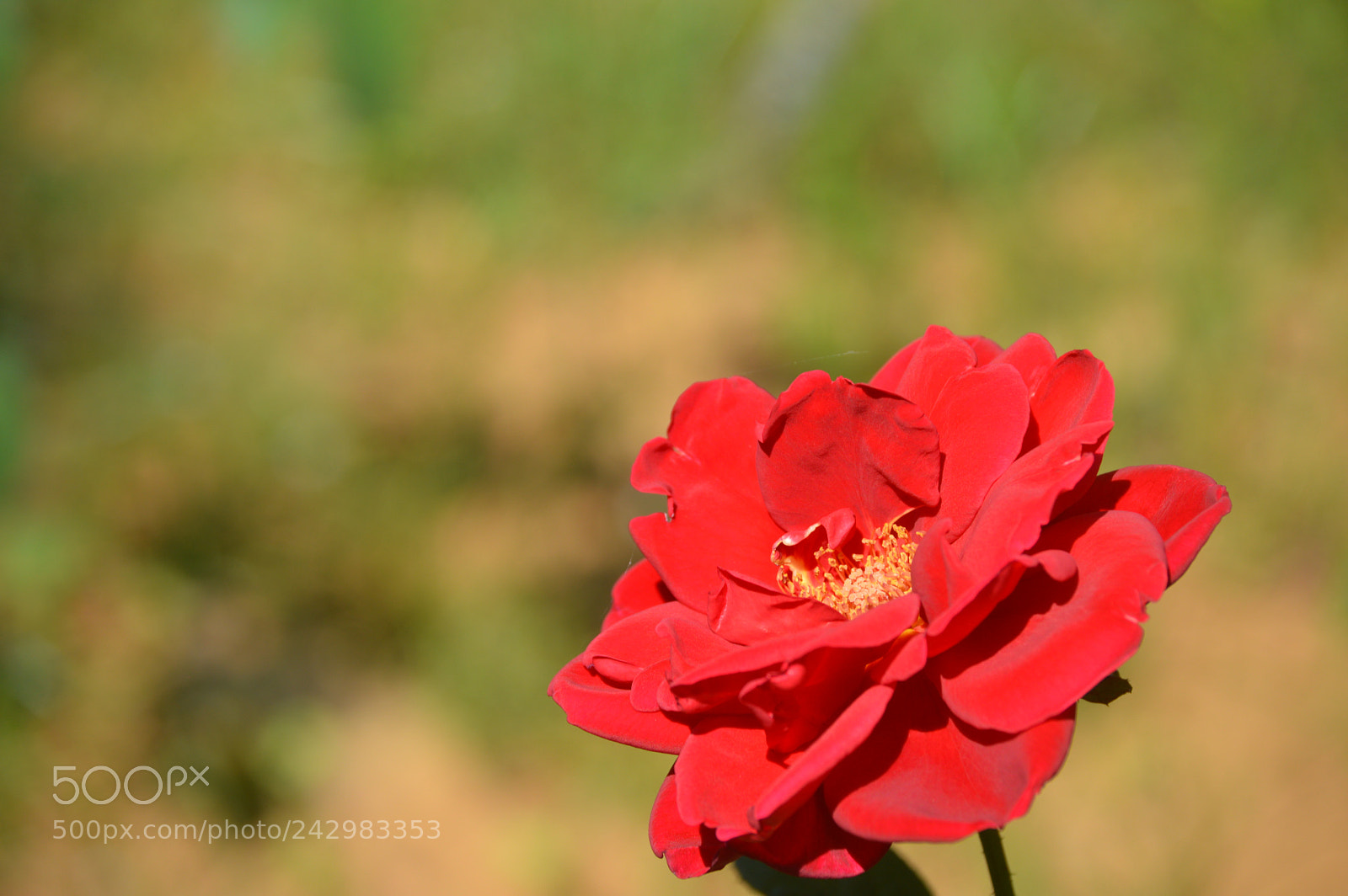 Nikon D3200 sample photo. Red with love photography