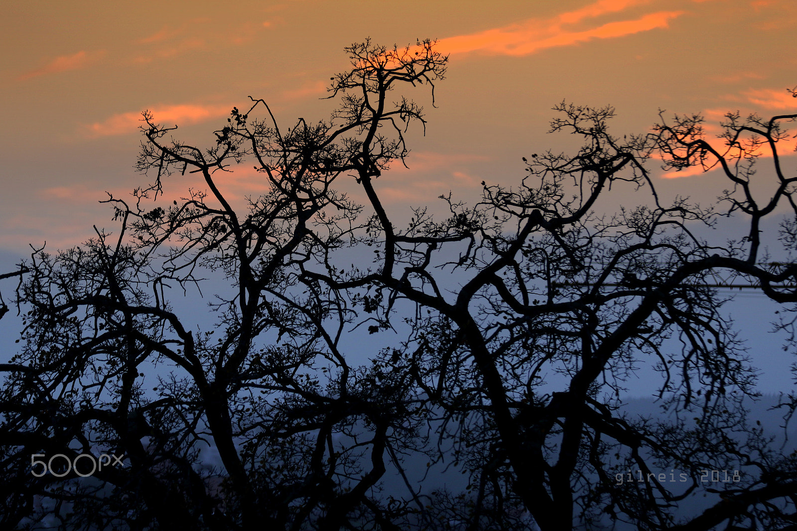 Canon EF 70-200mm F2.8L IS II USM sample photo. Quercus tree photography
