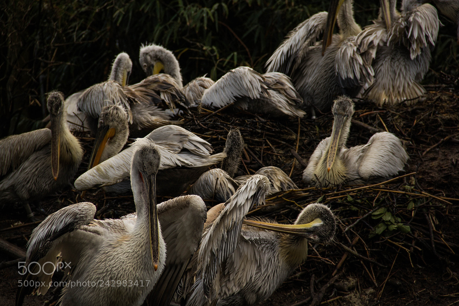 Canon EOS 60D sample photo. Flight of the pelican photography