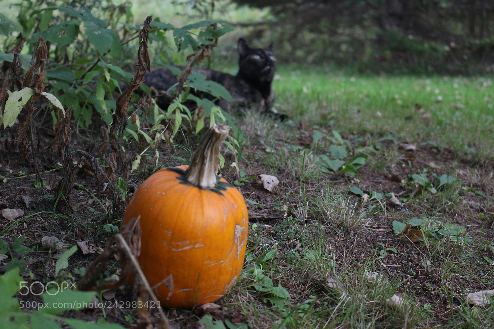 Canon EOS 100D (EOS Rebel SL1 / EOS Kiss X7) sample photo. Pumpkin patch photography