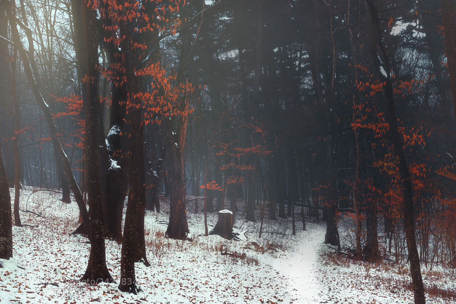 Nikon D7200 sample photo. De ianuarie reverie.. photography