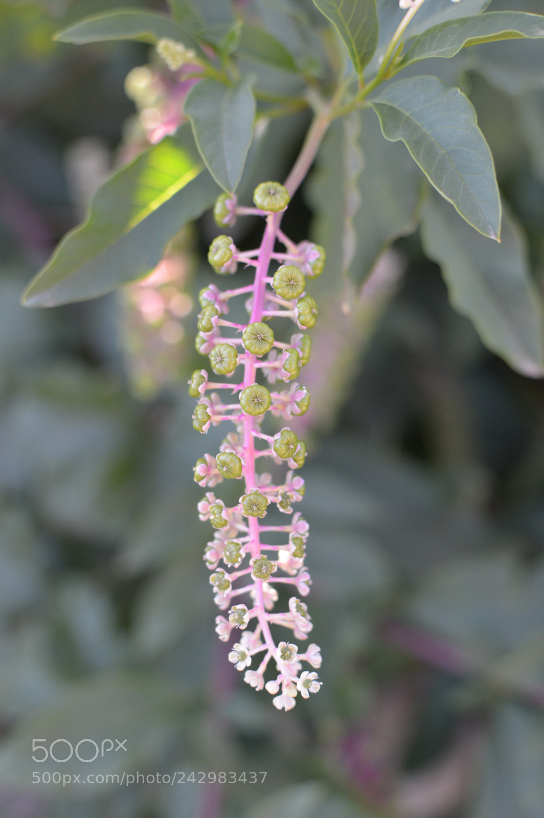 Nikon D3200 + Nikon AF-S DX Nikkor 35mm F1.8G sample photo. Elongated soft toned flower photography
