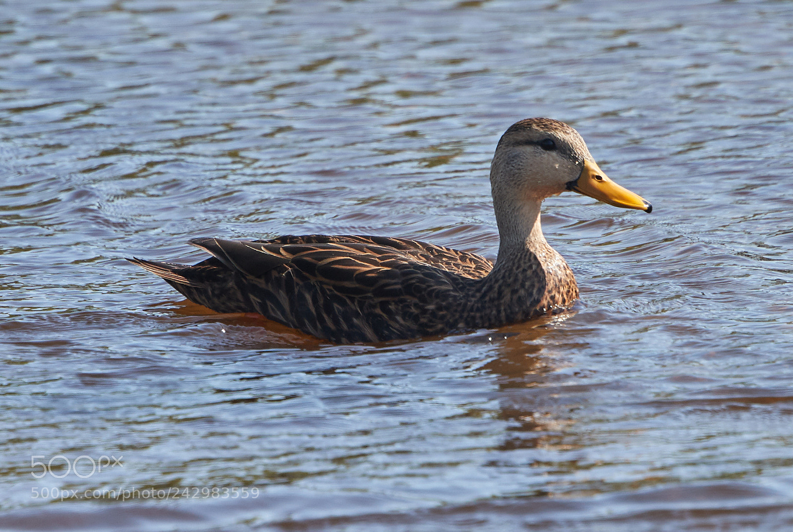 Canon EOS-1D X Mark II sample photo. 01-18-18-9992.jpg photography