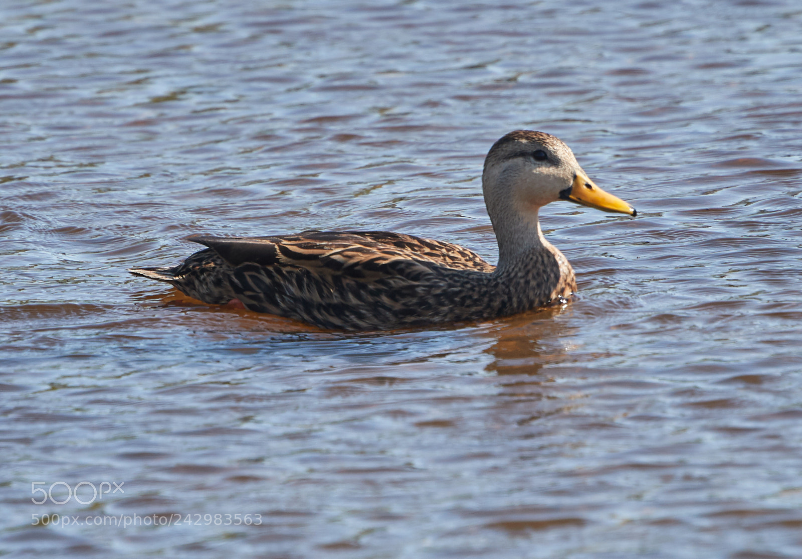 Canon EOS-1D X Mark II sample photo. 01-18-18-9993.jpg photography