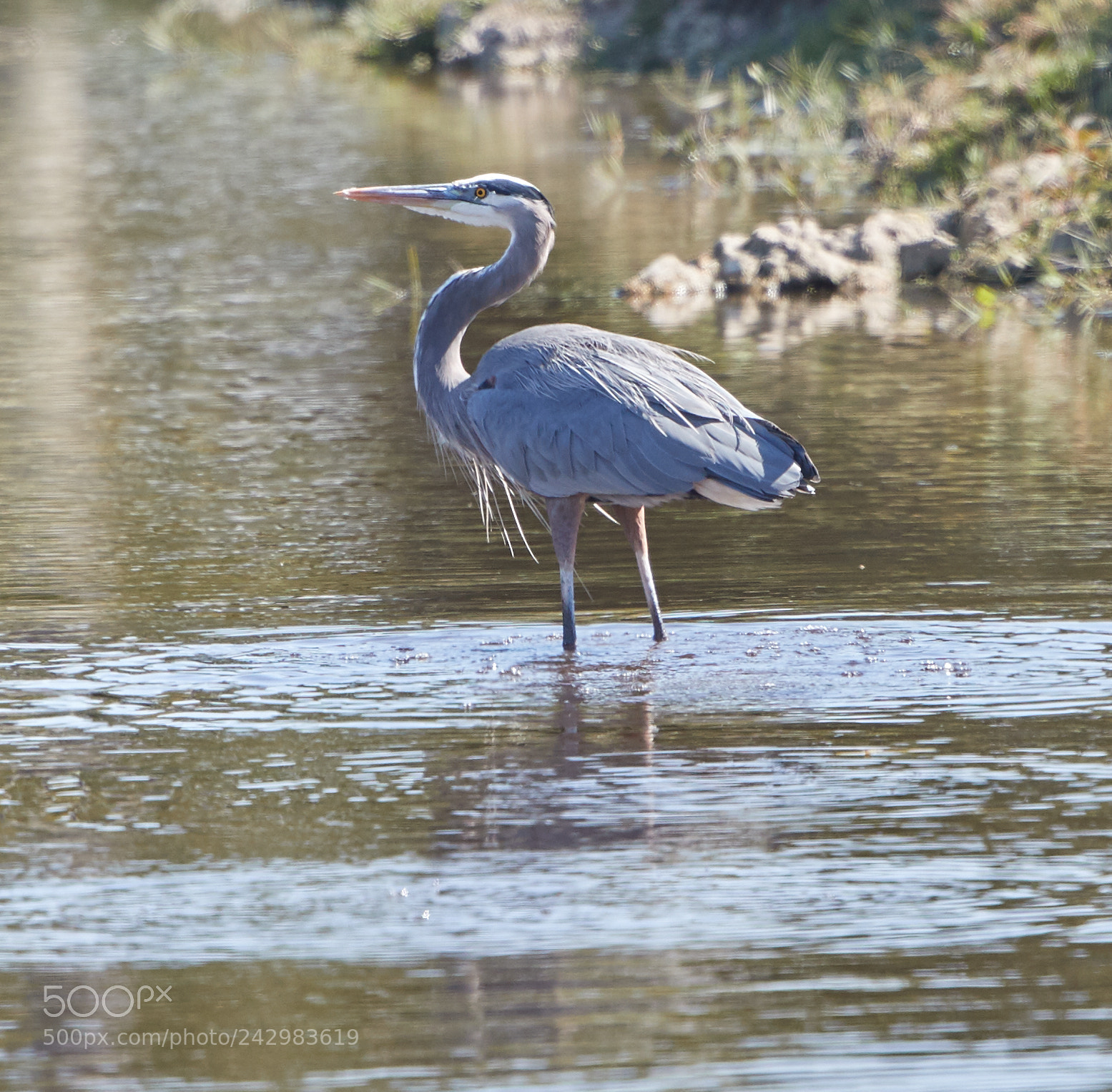 Canon EOS-1D X Mark II sample photo. 01-18-18-9999_3.jpg photography