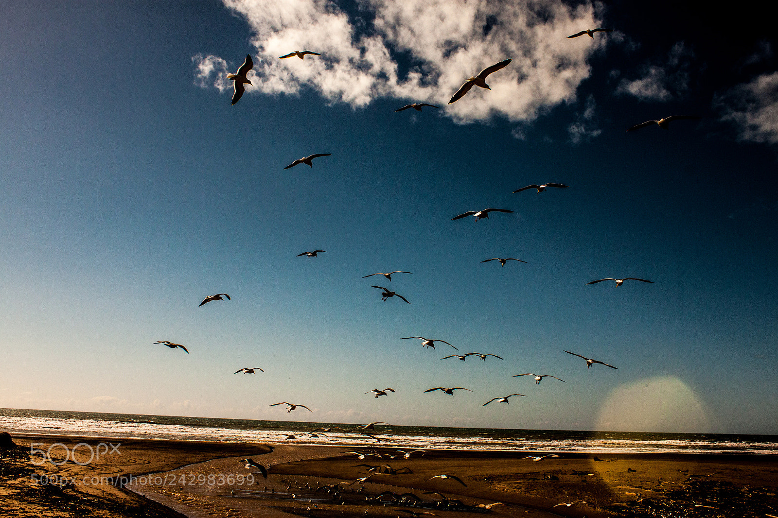 Canon EOS 500D (EOS Rebel T1i / EOS Kiss X3) sample photo. Bird migration photography