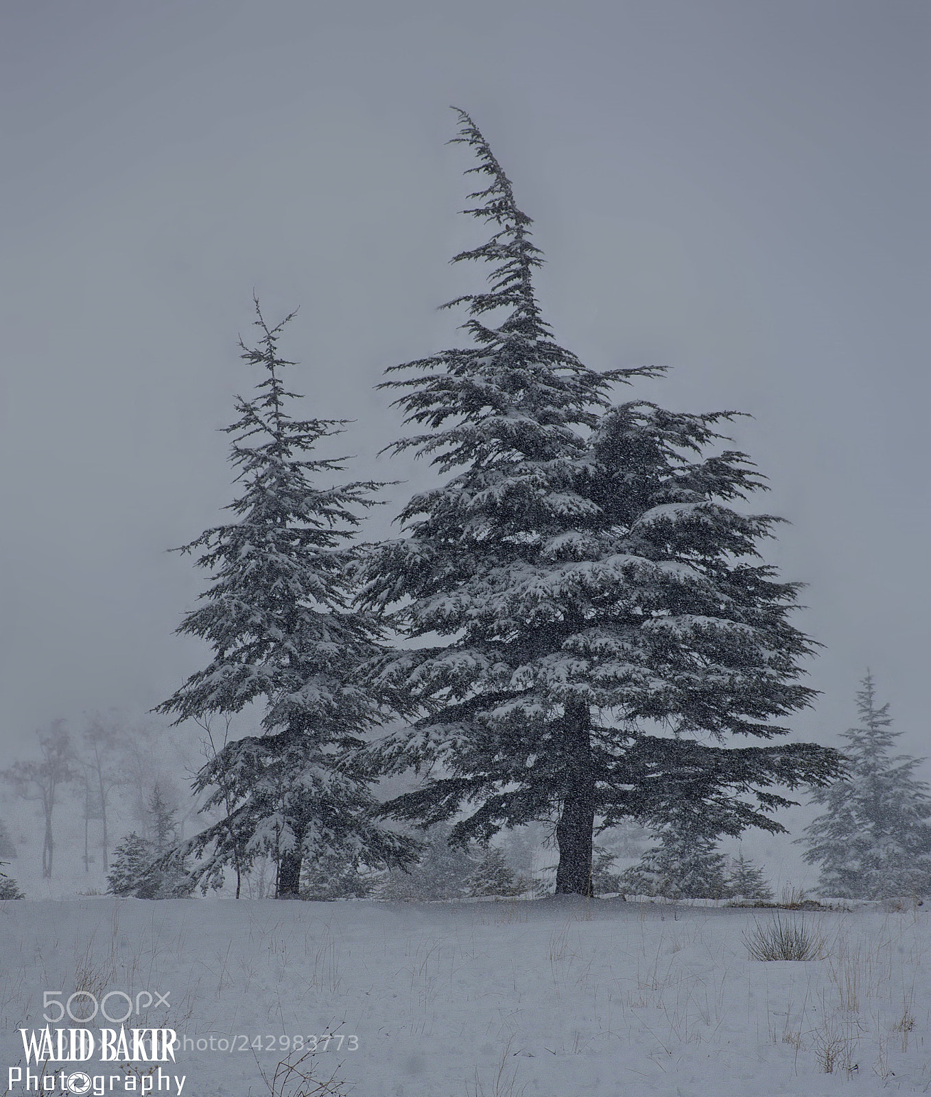 Nikon D7200 sample photo. Ceder tree photography