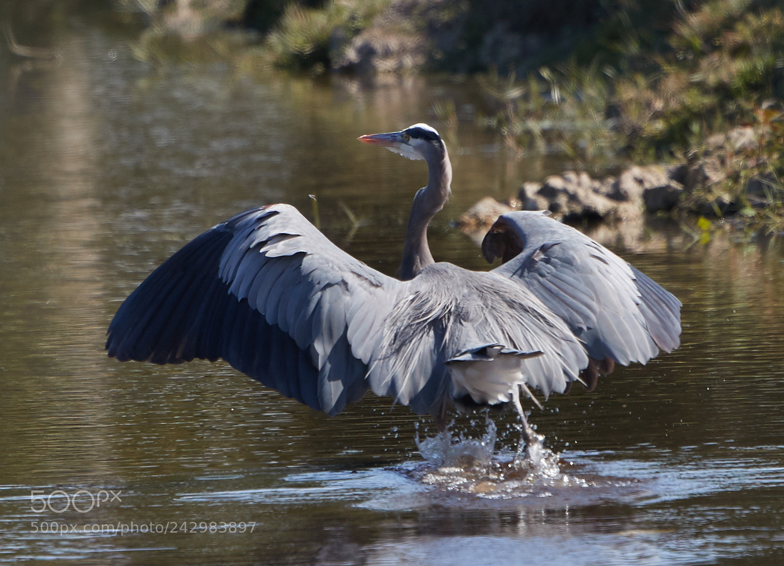 Canon EOS-1D X Mark II sample photo. 01-18-18-9999_5.jpg photography