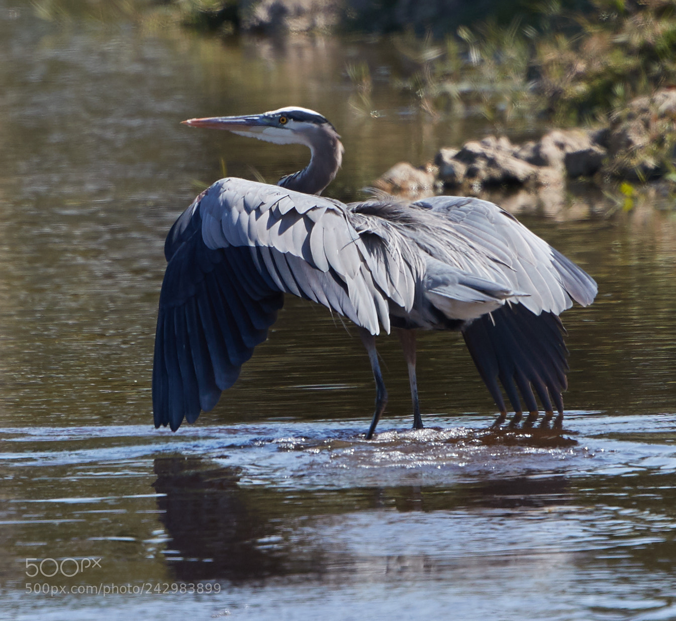 Canon EOS-1D X Mark II sample photo. 01-18-18-9999_4.jpg photography