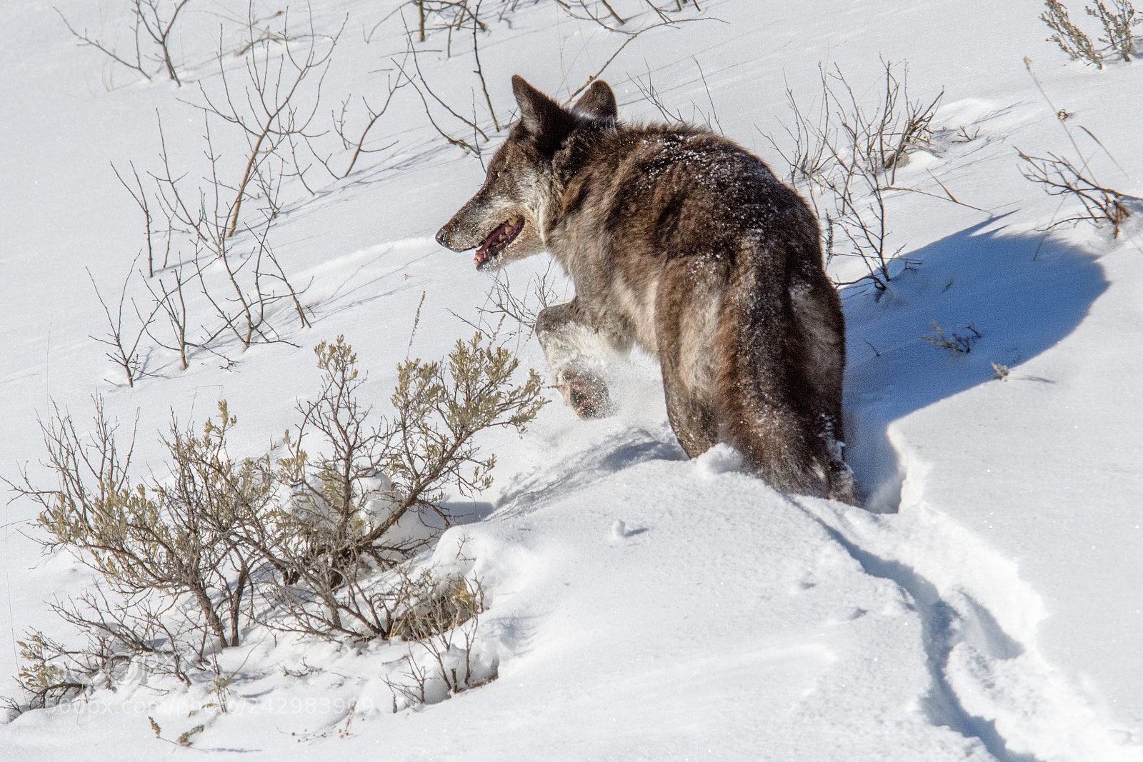 Nikon D500 sample photo. Wolf photography