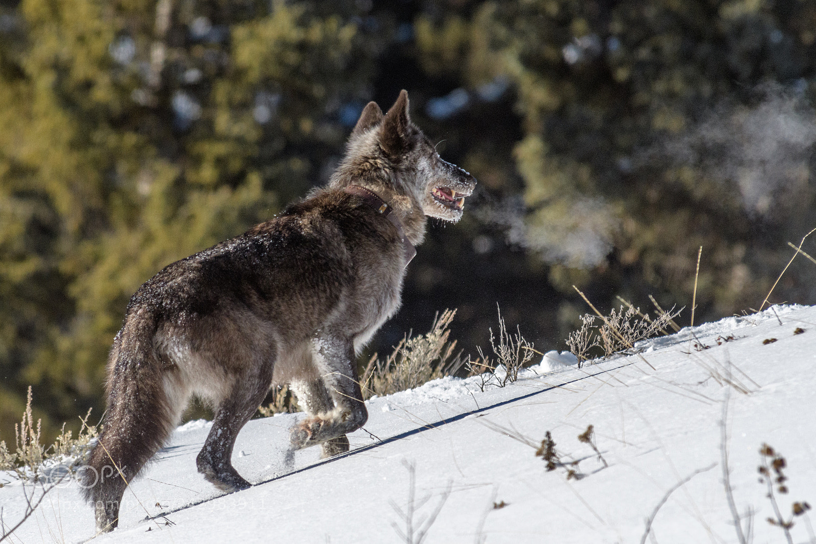 Nikon D500 sample photo. Wolf photography