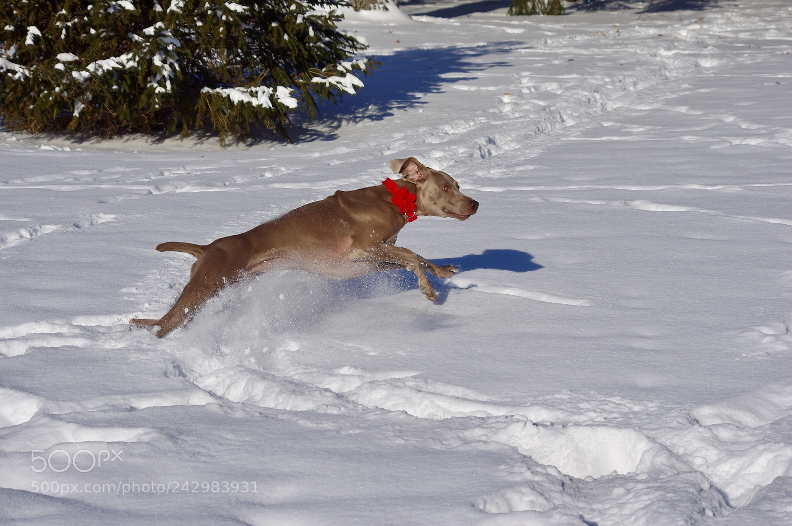 Pentax K-x sample photo. Jumping gianna photography