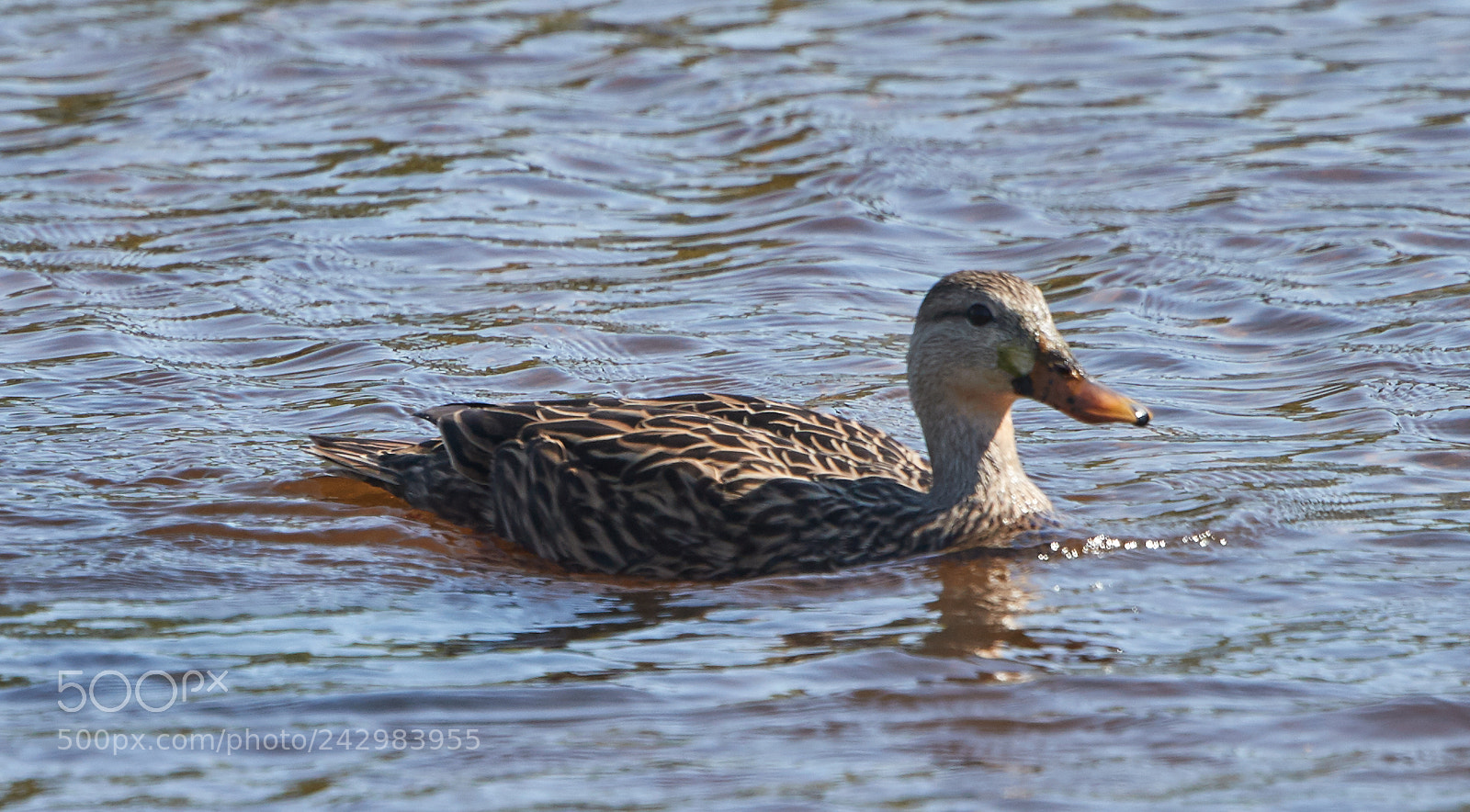 Canon EOS-1D X Mark II sample photo. 01-18-18-9990.jpg photography