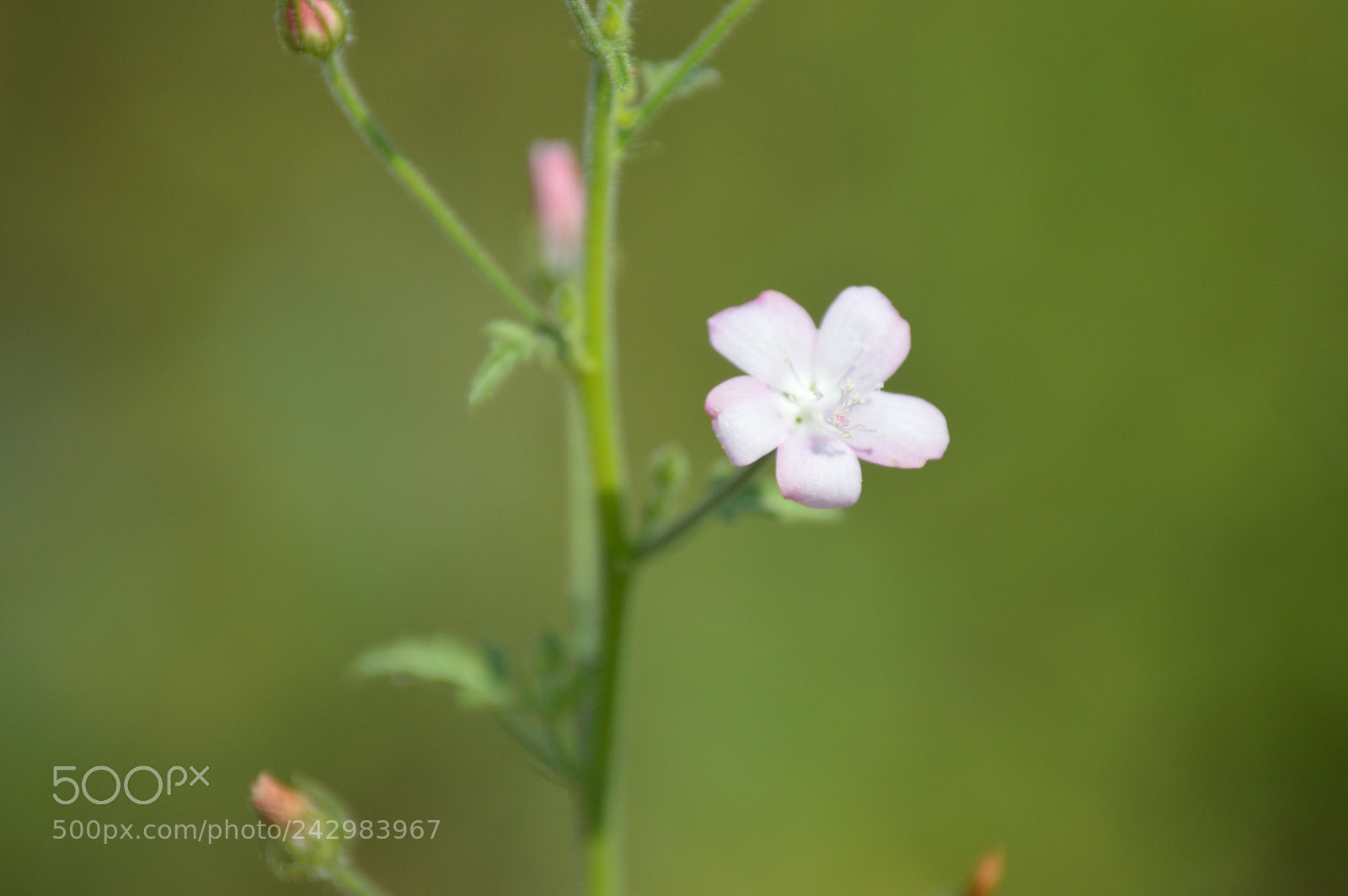 Nikon D3200 sample photo. A little blush wouldn't photography