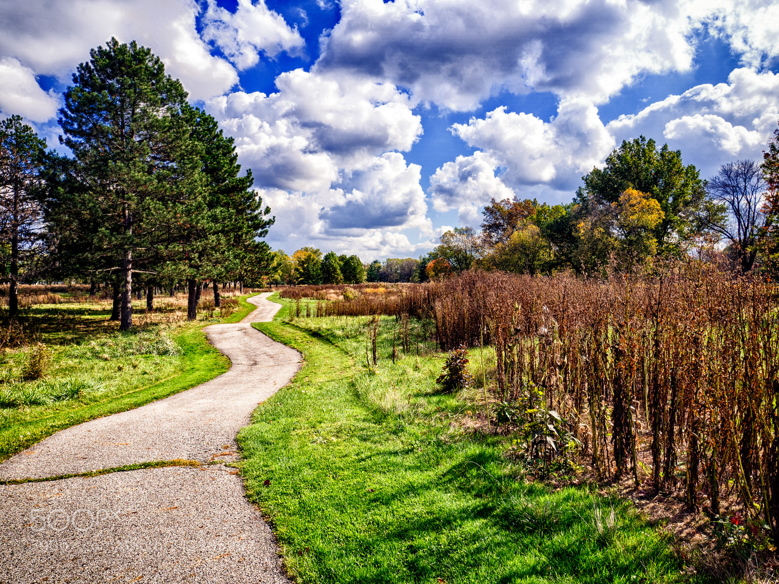 Olympus OM-D E-M10 II sample photo. The path (color) photography