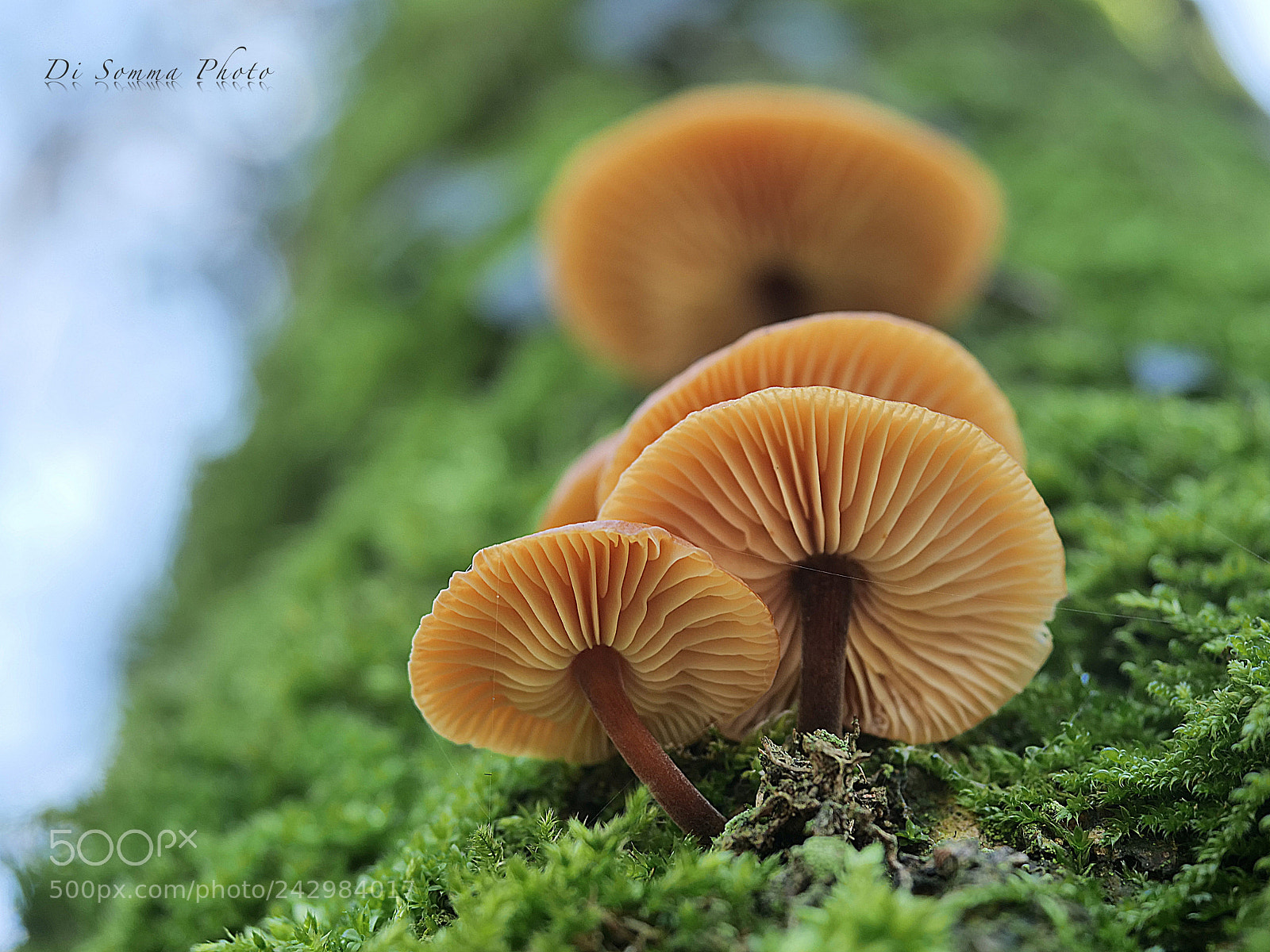 Panasonic Lumix DC-G9 sample photo. “fungo dell’olmo” photography