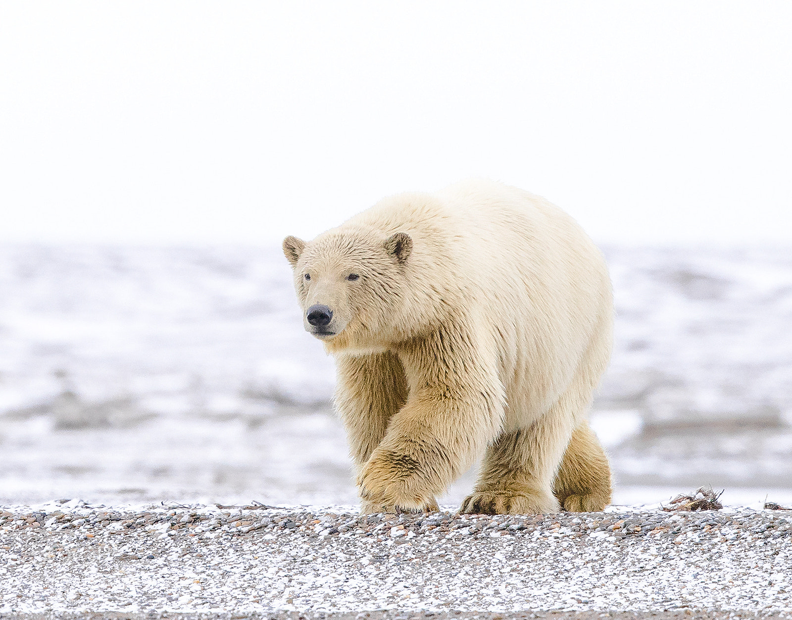 Canon EOS-1D X Mark II sample photo. Ursus maritimus photography