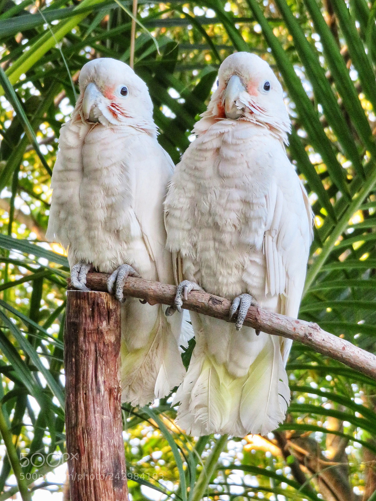 Canon PowerShot SX720 HS sample photo. Tanimbar corellas photography