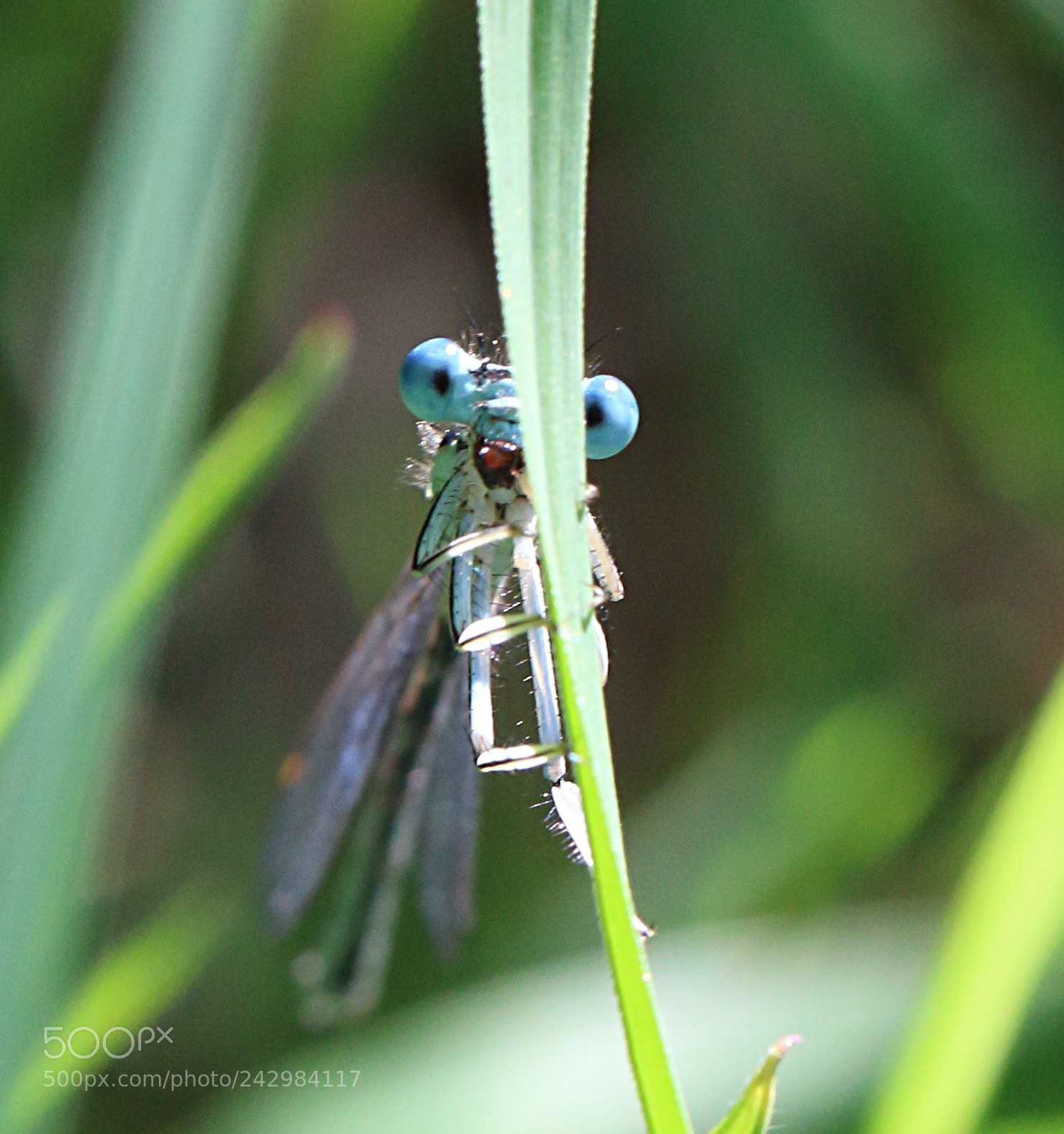 Canon EOS 100D (EOS Rebel SL1 / EOS Kiss X7) sample photo. Not even seen ? photography