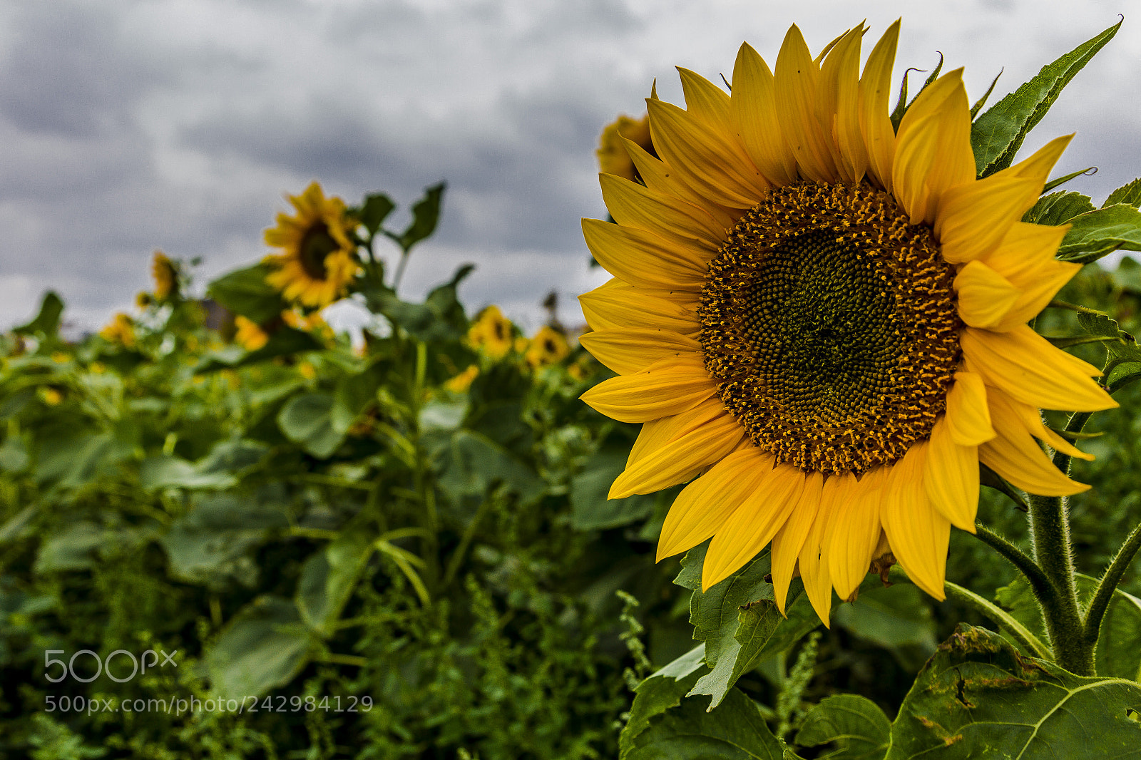 Canon EOS 60D sample photo. Sunny overcast photography