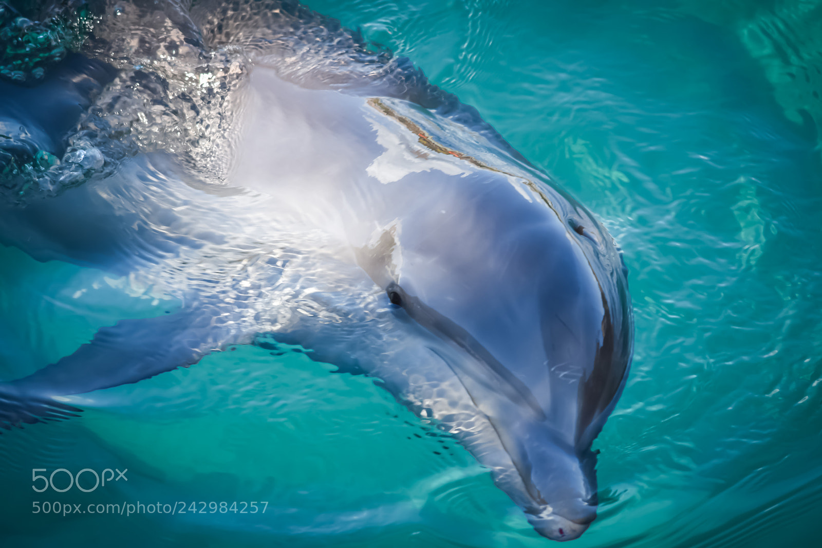 Nikon D7200 sample photo. Dolphin photography