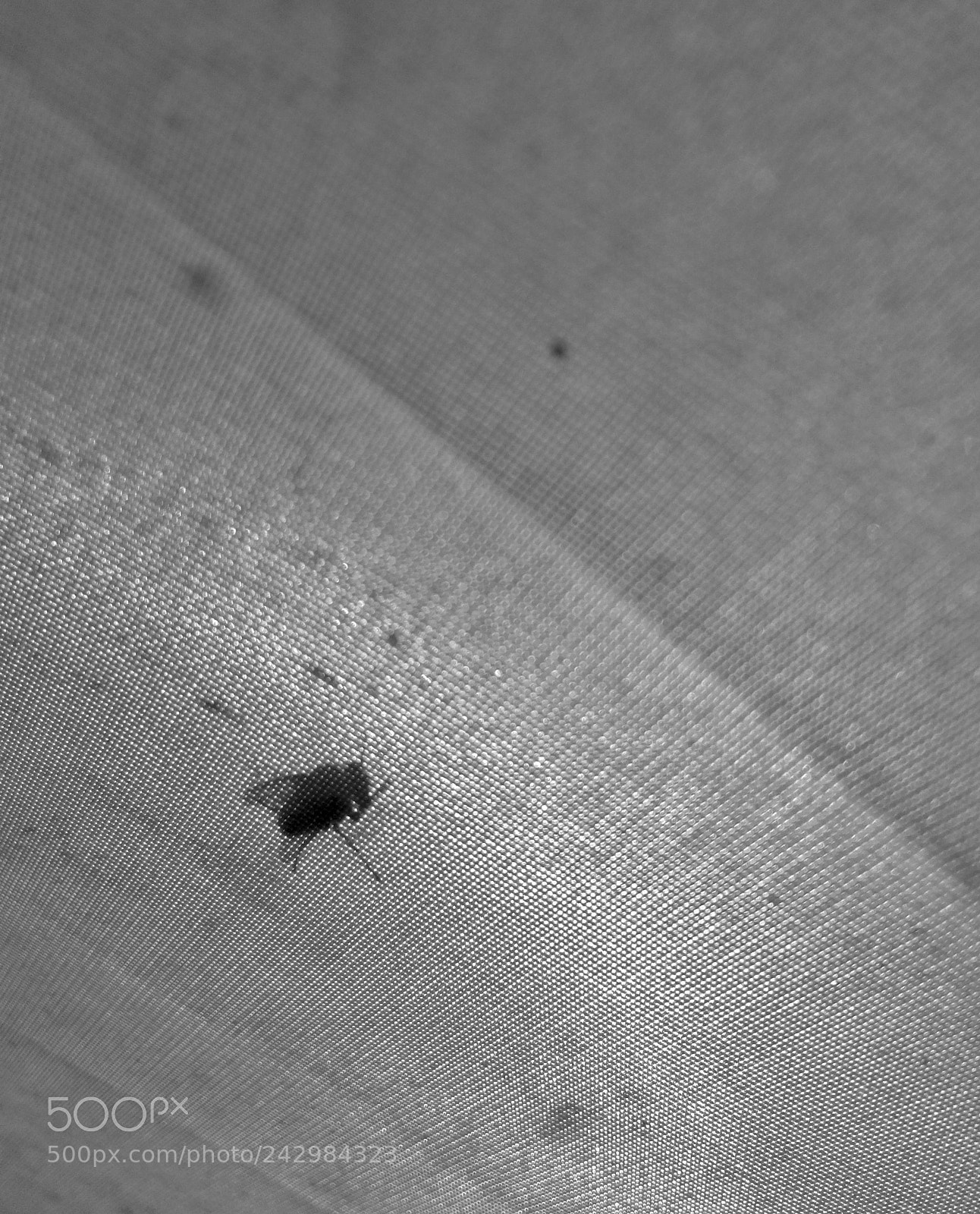 Apple iPhone 5s sample photo. Shadow of a housefly photography