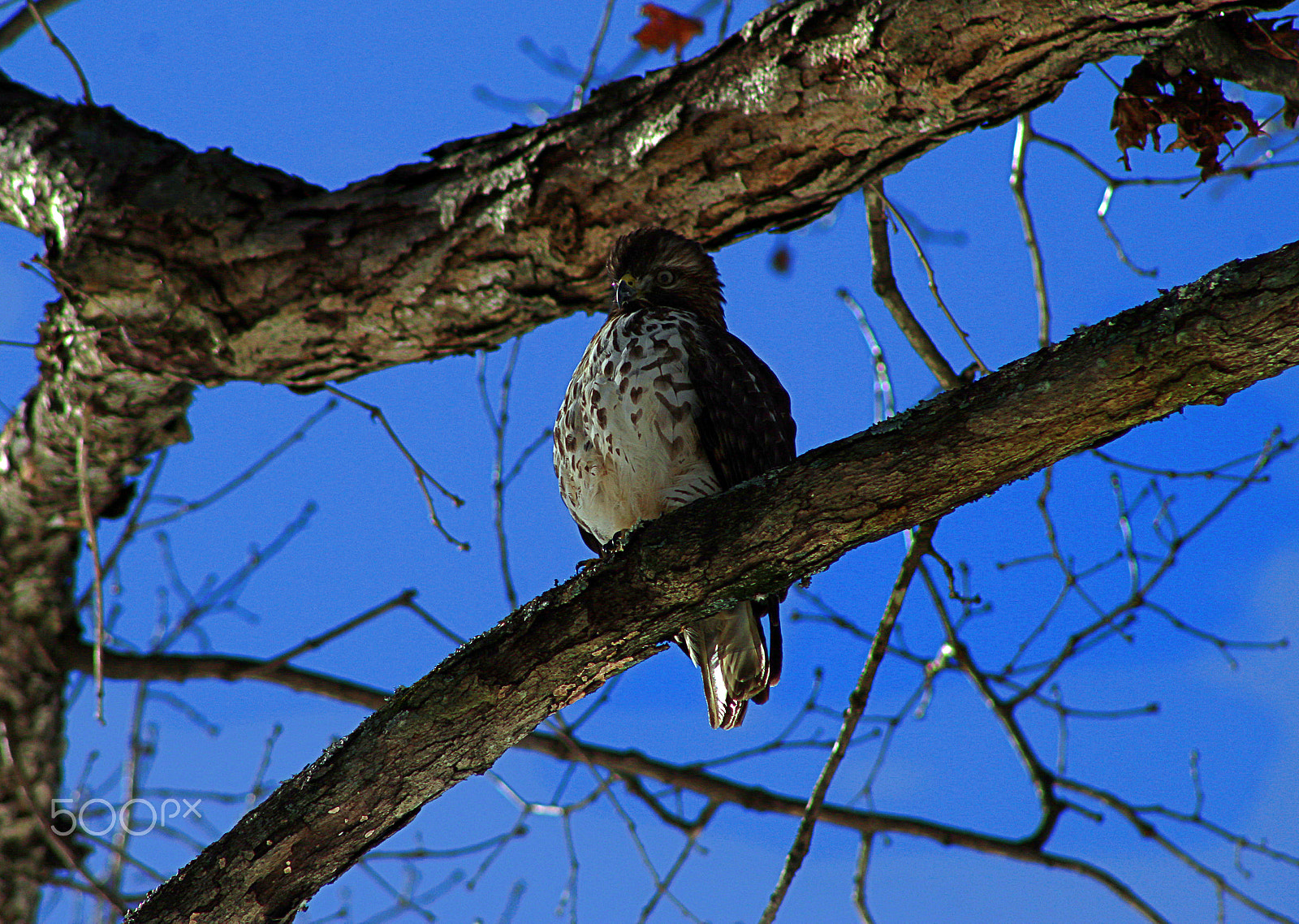 Canon EOS 1300D (EOS Rebel T6 / EOS Kiss X80) + EF75-300mm f/4-5.6 sample photo. Hawk photography