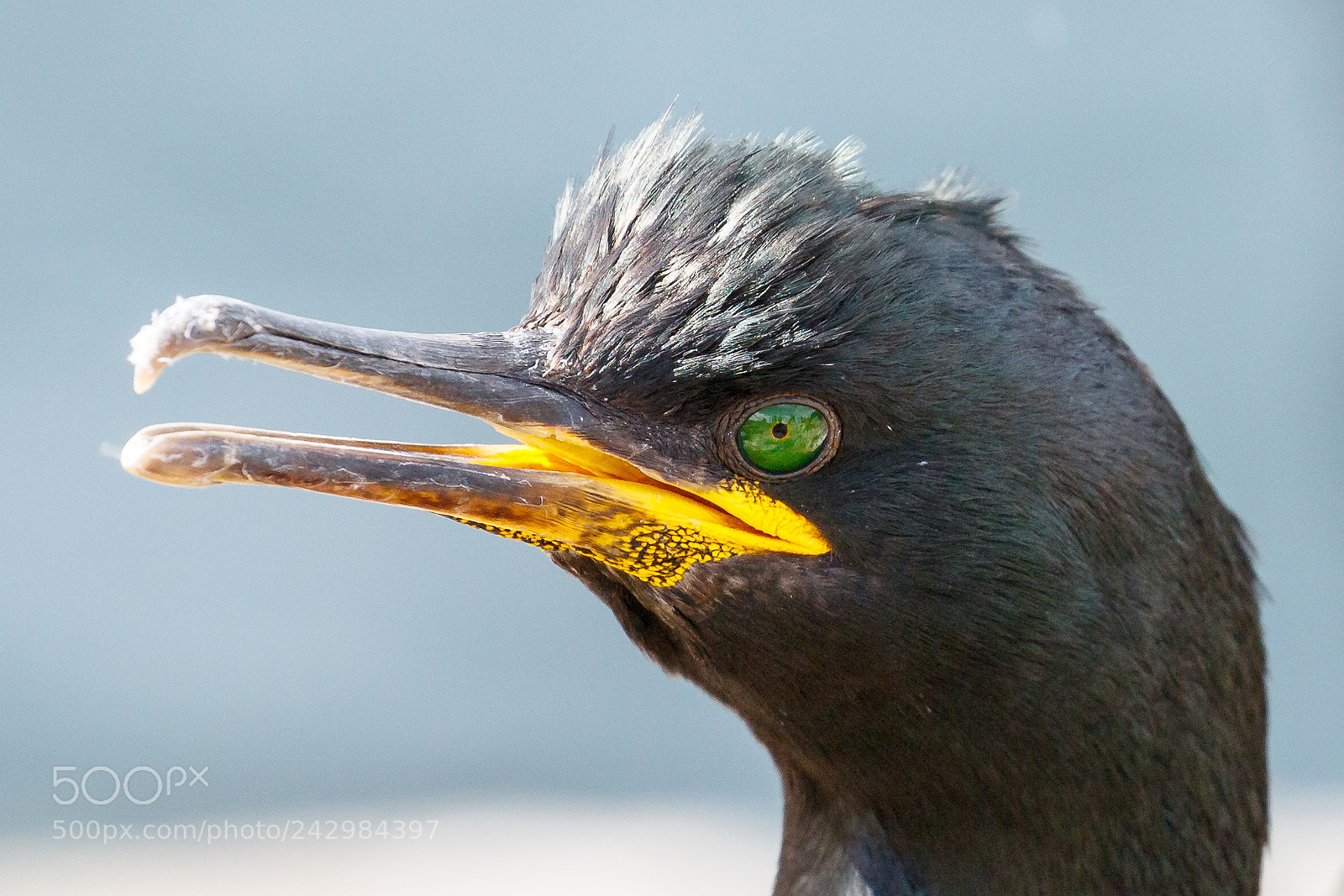 Canon EOS 7D Mark II sample photo. Shag photography
