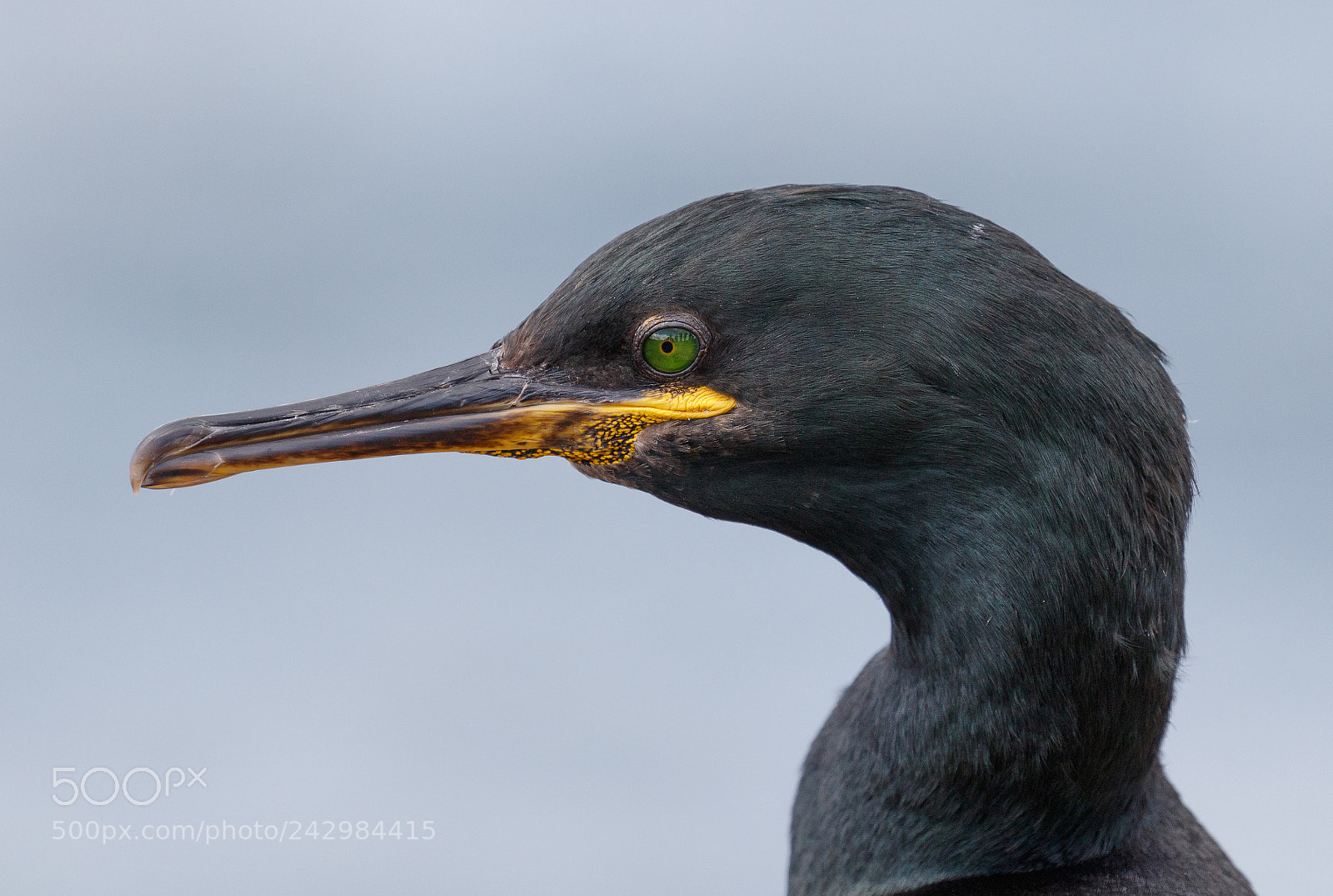 Canon EOS 7D Mark II sample photo. Shag photography
