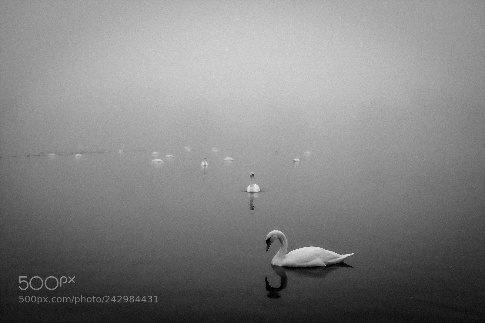 Fujifilm X100T sample photo. Swans floating in the photography