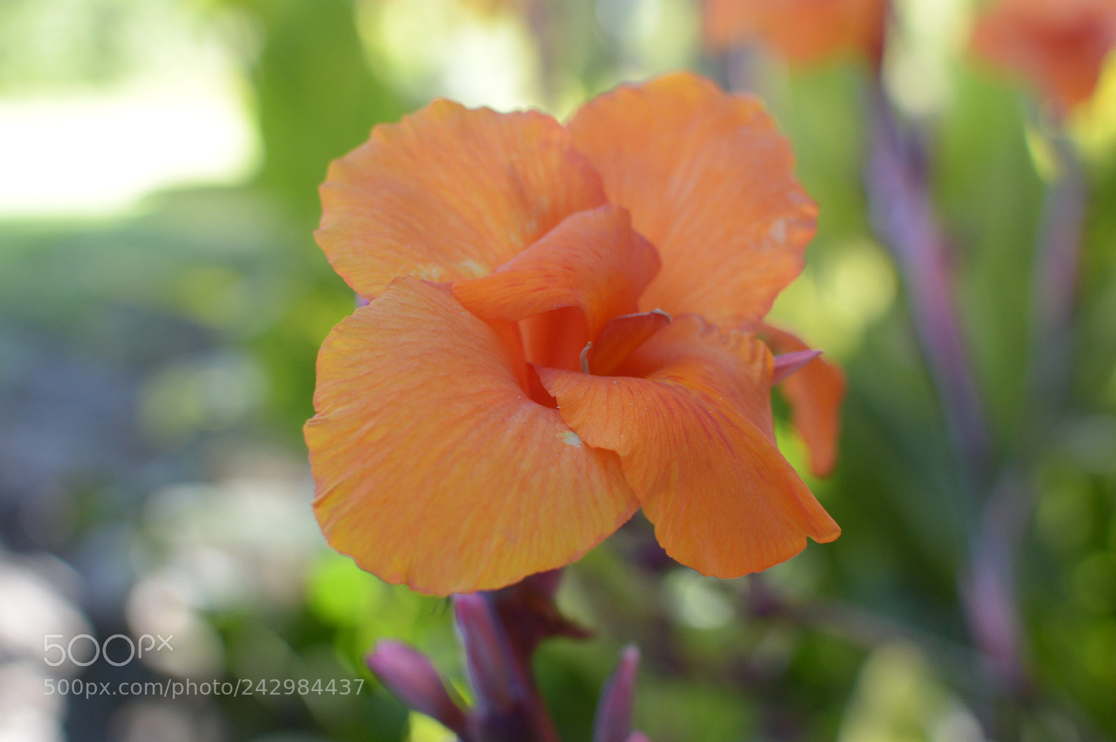 Nikon D3200 sample photo. Orange petals photography