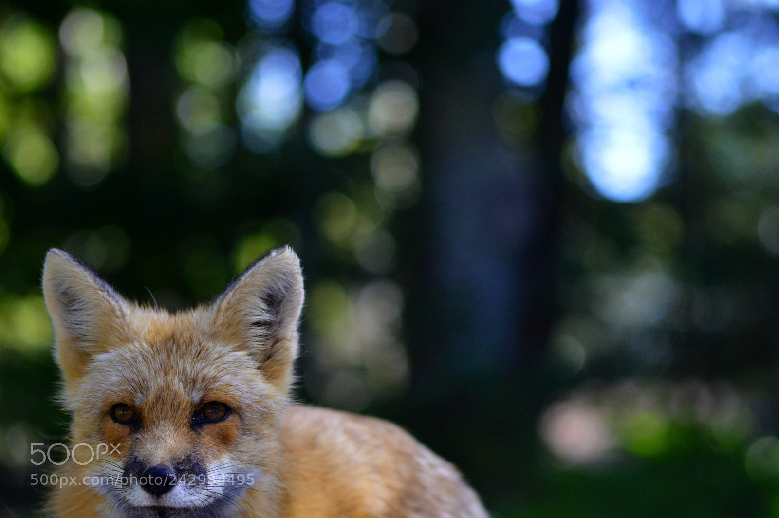 Nikon D3200 sample photo. Bokeh copy photography