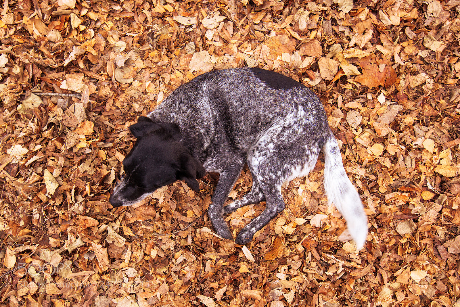 Nikon D600 sample photo. Old stray dog in photography