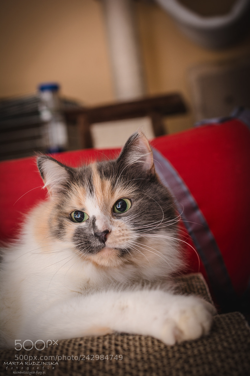 Nikon D7100 sample photo. Admira photography