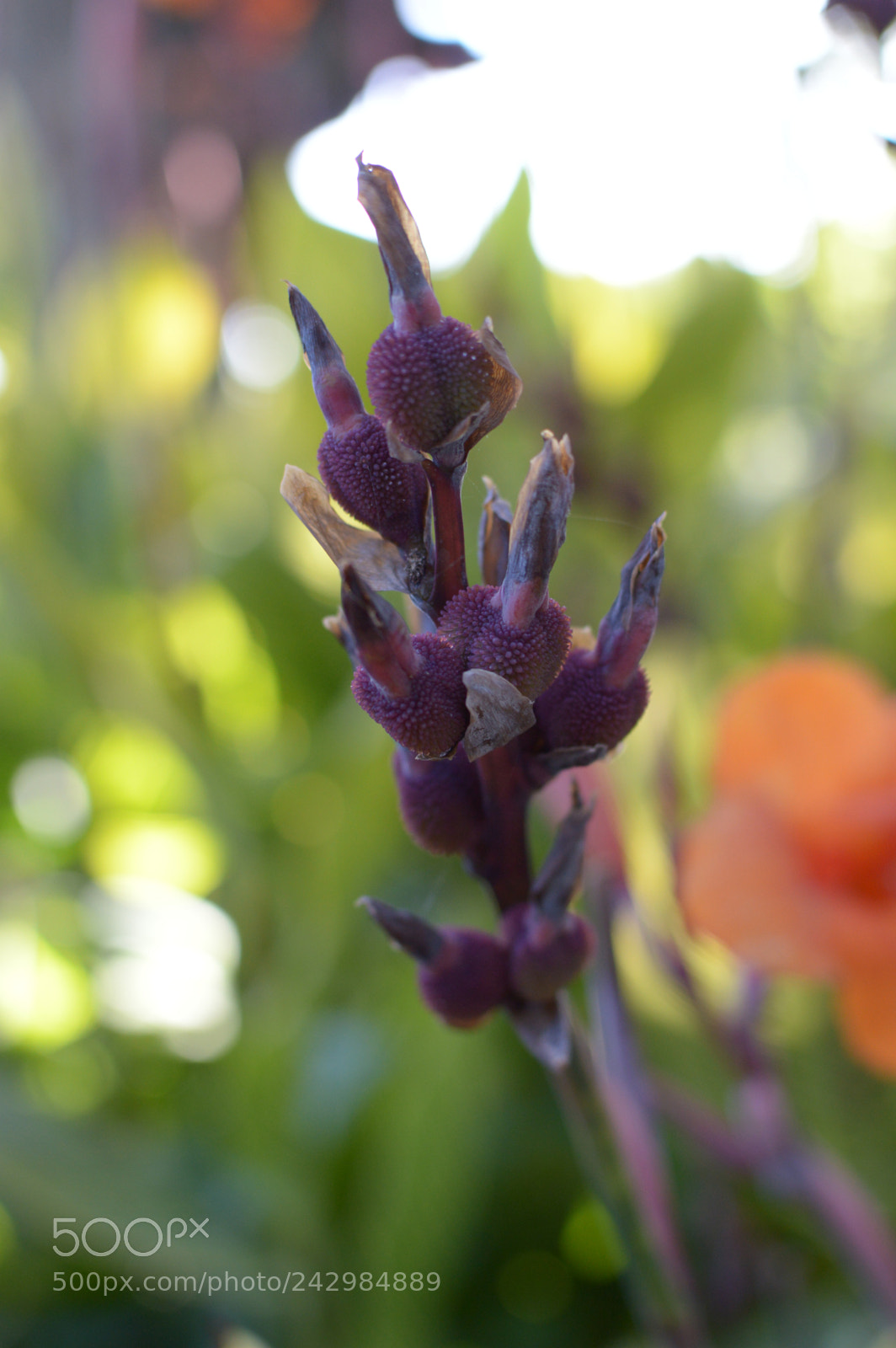 Nikon D3200 sample photo. Complex purple flower photography