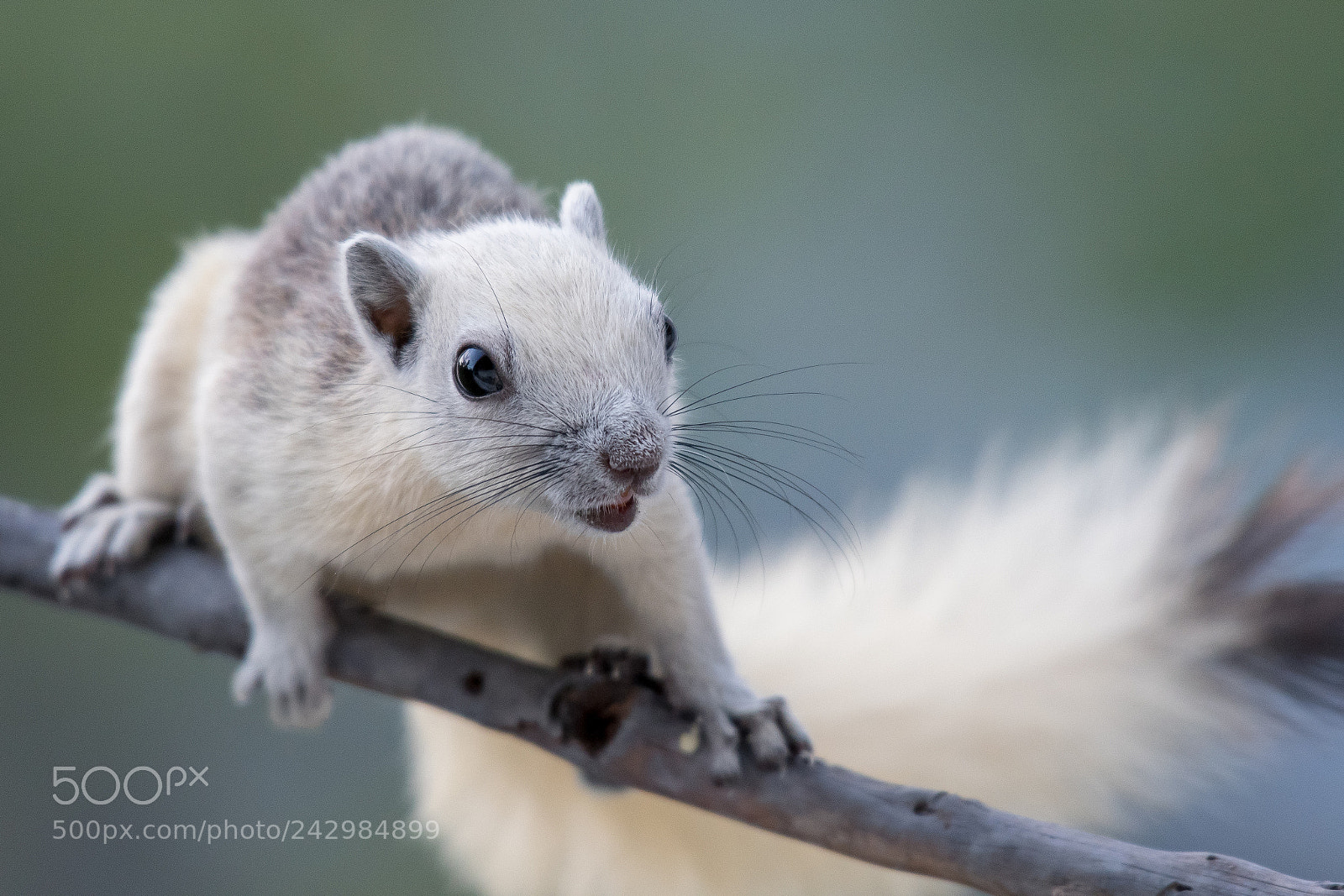 Nikon D500 sample photo. Squirrel photography