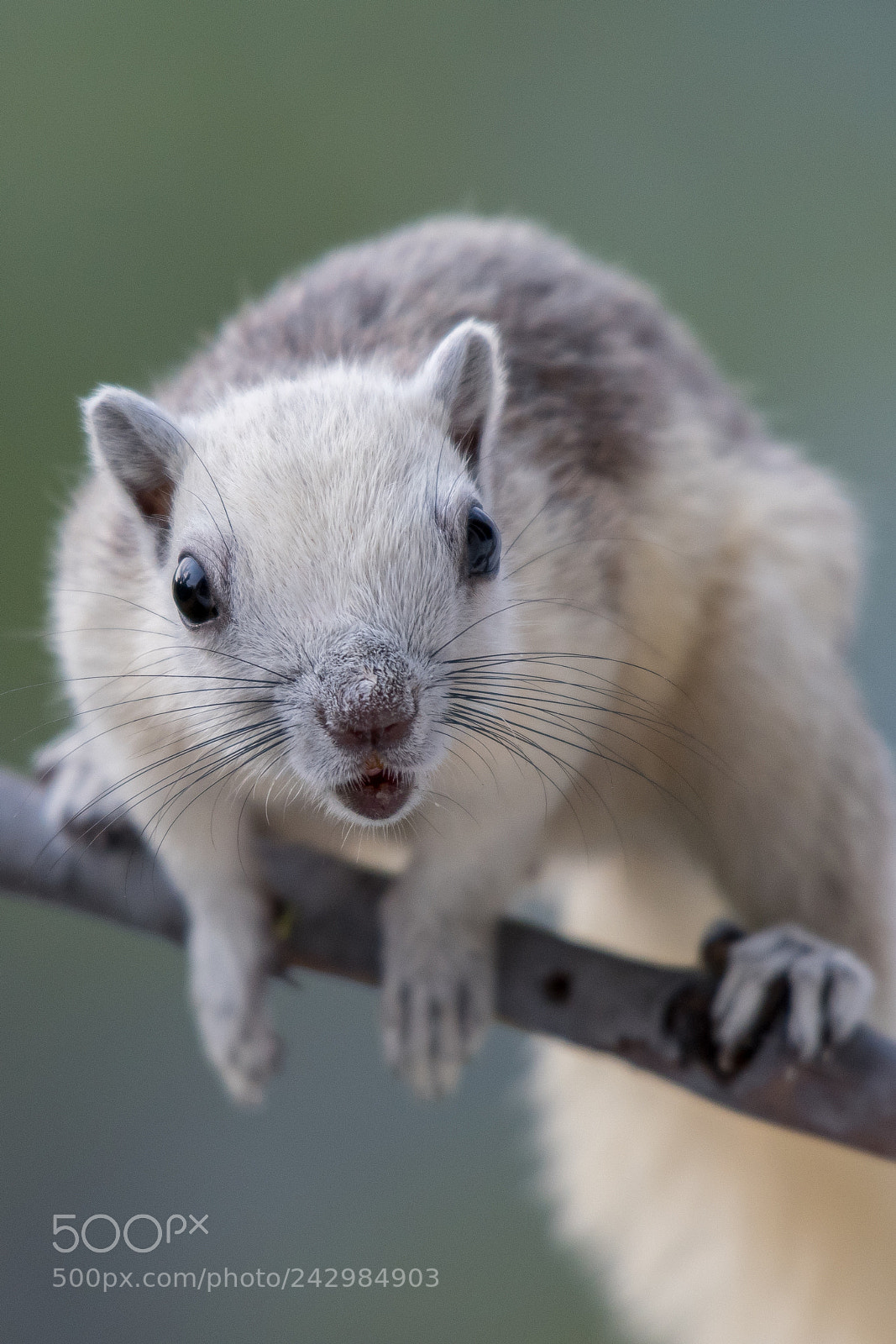 Nikon D500 sample photo. Squirrel photography