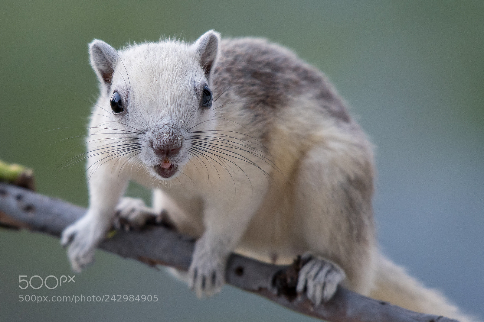 Nikon D500 sample photo. Squirrel photography